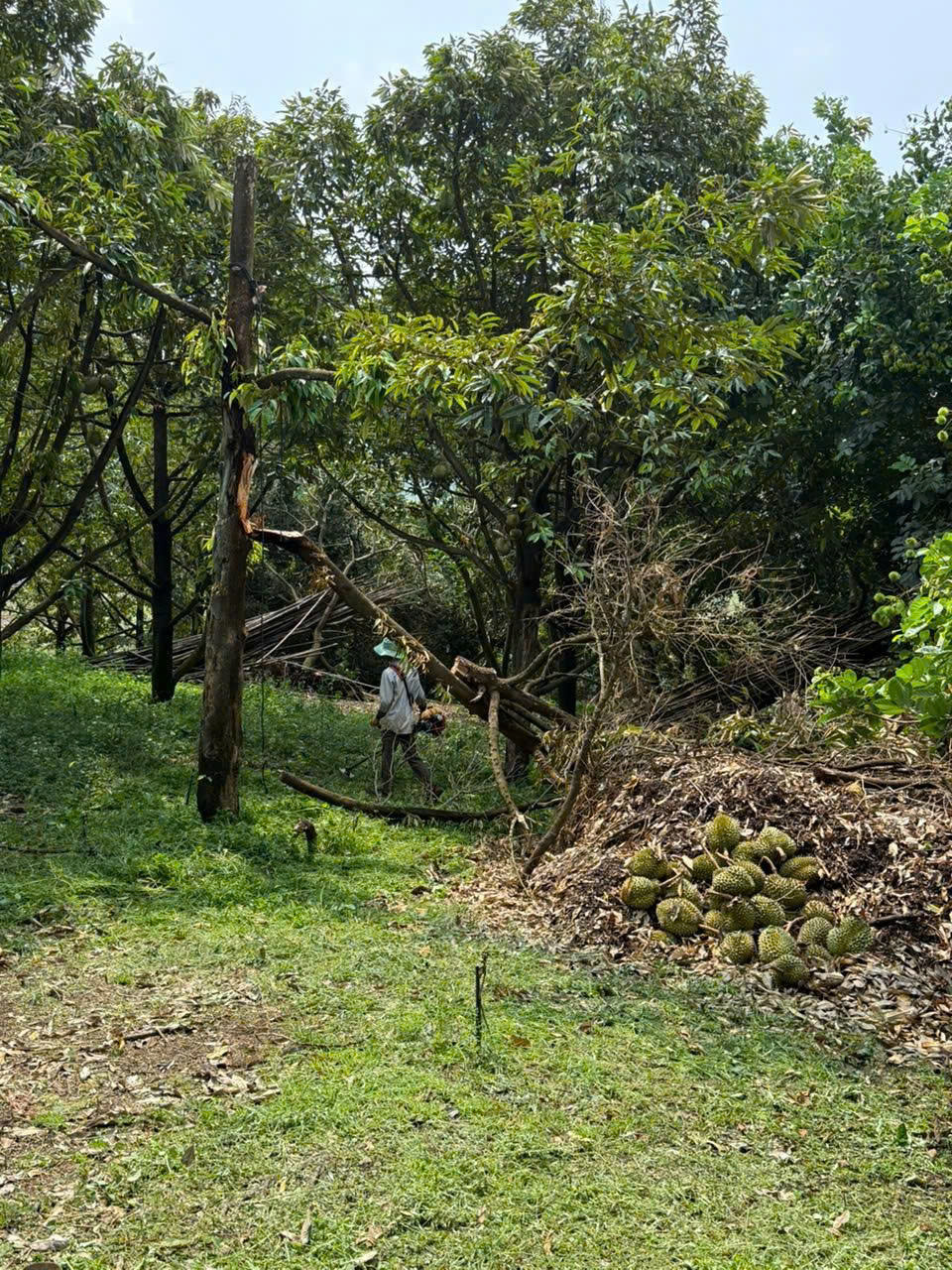 Mưa lớn ở Đồng Nai kèm lốc xoáy làm gãy đổ 2.800 trụ tiêu, sầu riêng- Ảnh 4.