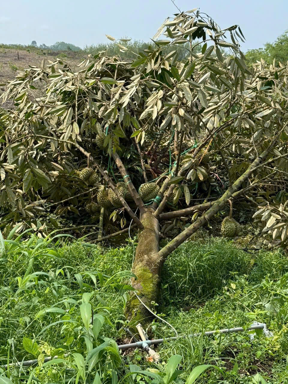 Mưa lớn ở Đồng Nai kèm lốc xoáy làm gãy đổ 2.800 trụ tiêu, sầu riêng- Ảnh 2.
