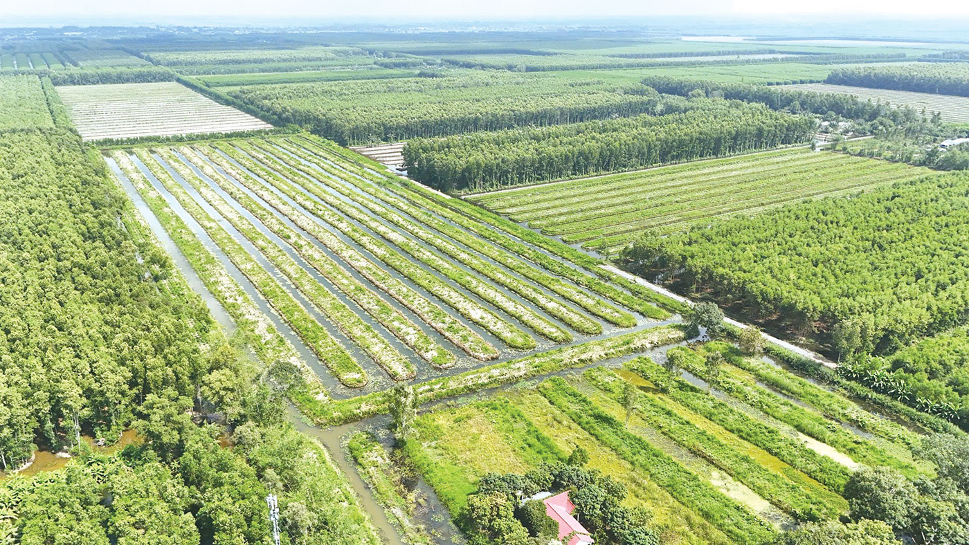 U Minh Hạ bứt tốc từ cây giống, mở lối kinh tế rừng bền vững - Ảnh 1.