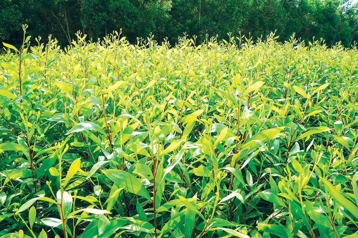 U Minh Hạ bứt tốc từ cây giống, mở lối kinh tế rừng bền vững - Ảnh 4.