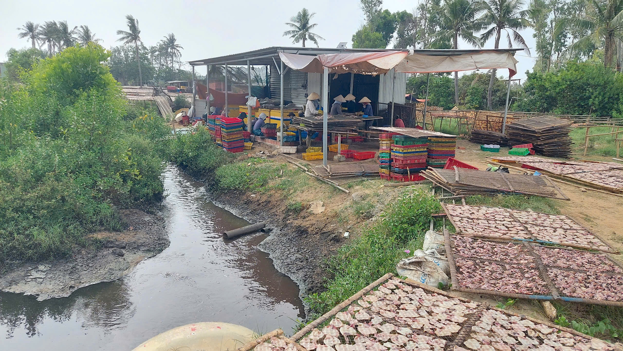 Chế biến mực xà tại Đề Gi: 54 hộ làm khổ 7.000 dân- Ảnh 4.