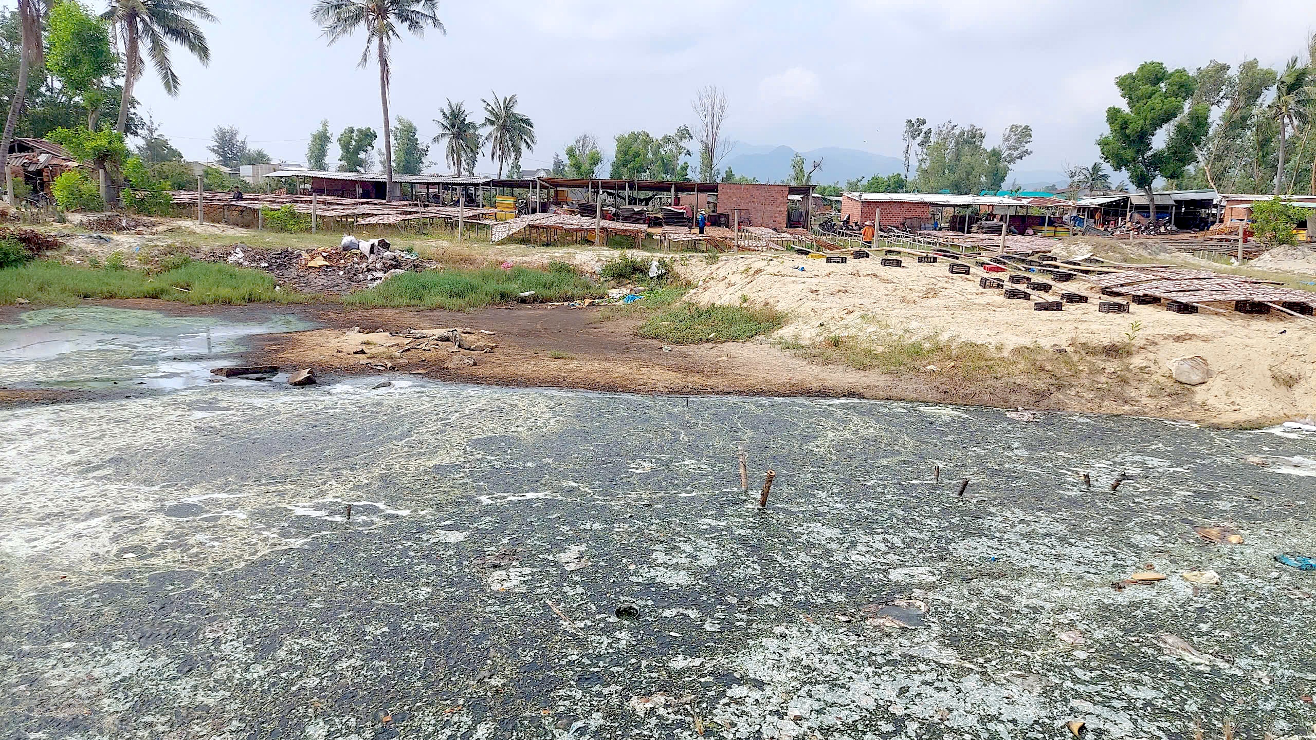 Chế biến mực xà tại Đề Gi: 54 hộ làm khổ 7.000 dân- Ảnh 2.