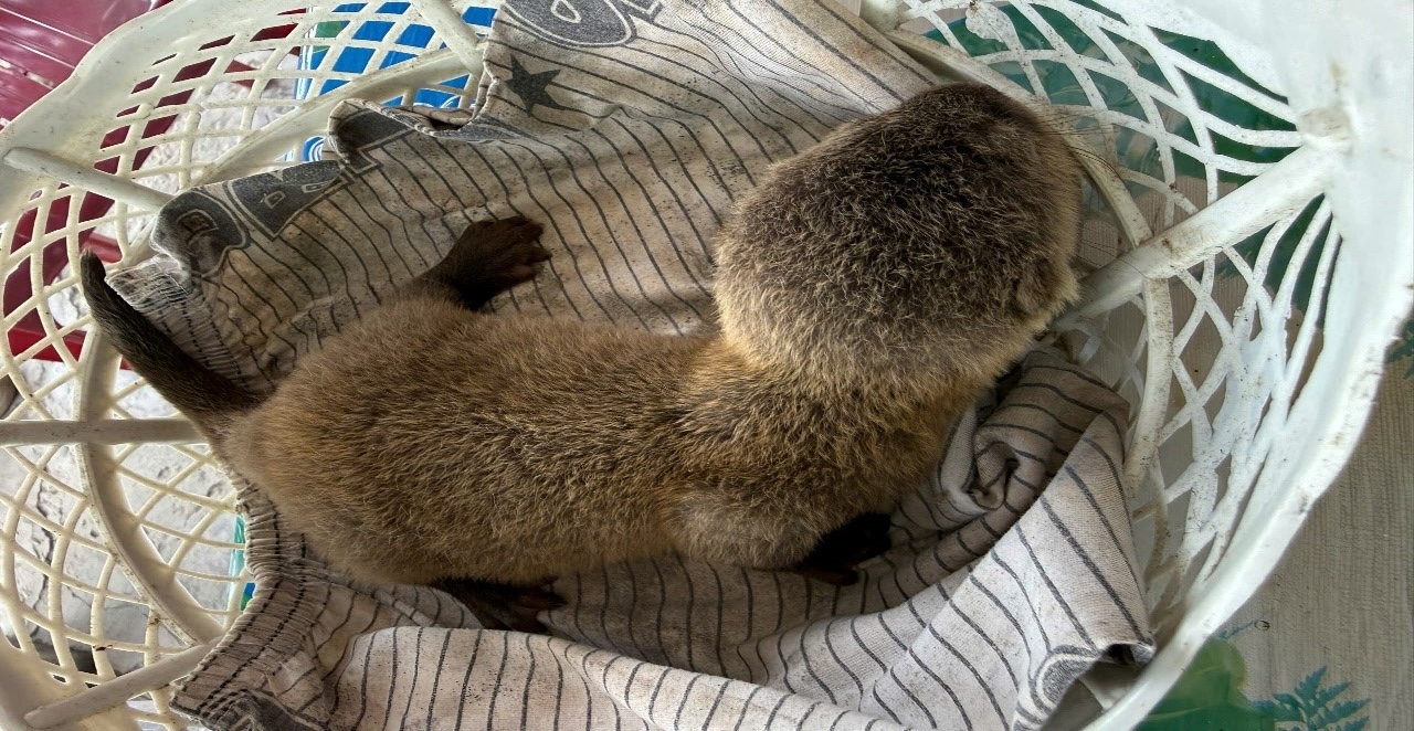 Tông trúng hai mẹ con rái cá, thanh niên Cà Mau giao nộp cơ quan công an - Ảnh 2.