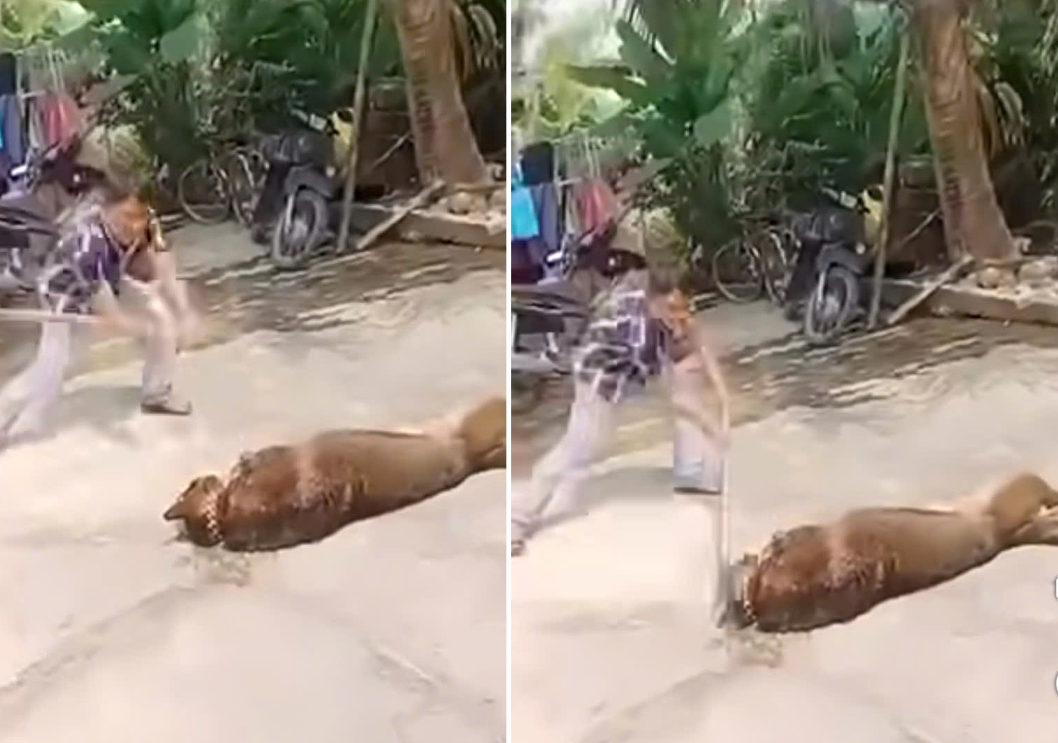 Cụ ông 83 tuổi tử vong thương tâm do bị chó béc giê nhà nuôi tấn công- Ảnh 1. Cụ ông 83 tuổi tử vong thương tâm do bị chó béc giê nhà nuôi tấn công- Ảnh 1.