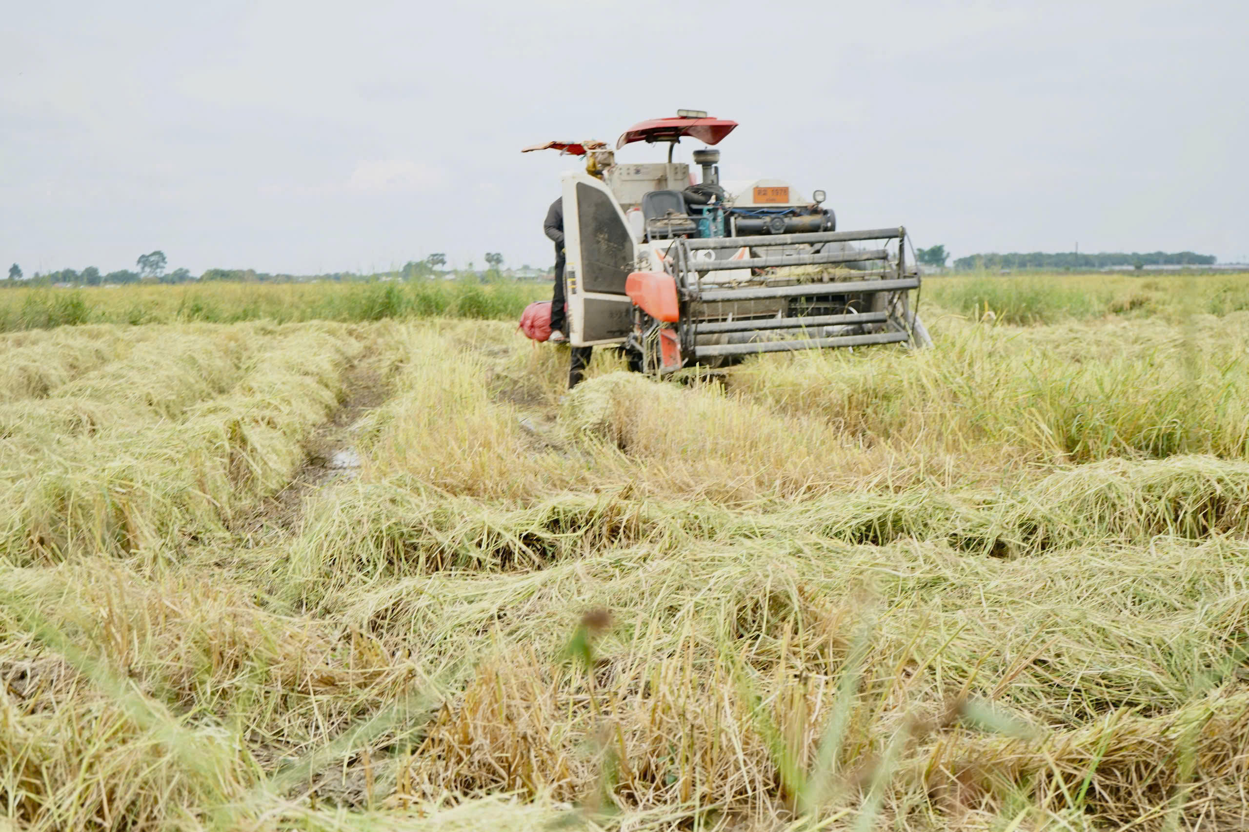 Nông dân Tây Ninh gặp khó vì giá lúa thấp, giá phân bón tăng cao- Ảnh 1.