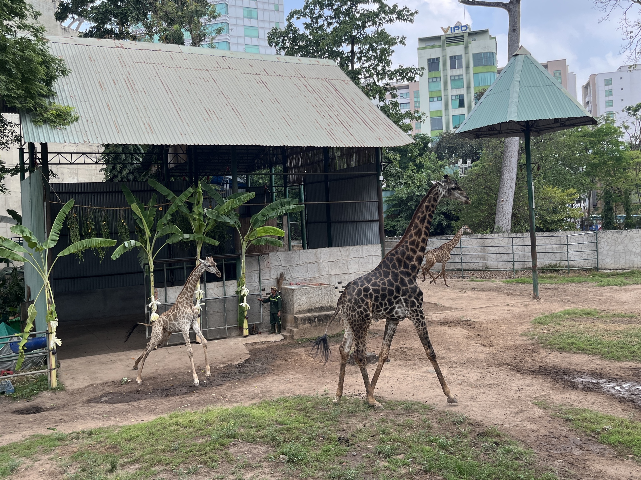 Xem hươu cao cổ &ldquo;l&agrave;m đ&aacute;m cưới&rdquo;: Đ&ocirc;ng k&iacute;n người tại Thảo Cầm Vi&ecirc;n S&agrave;i G&ograve;n - Ảnh 12.