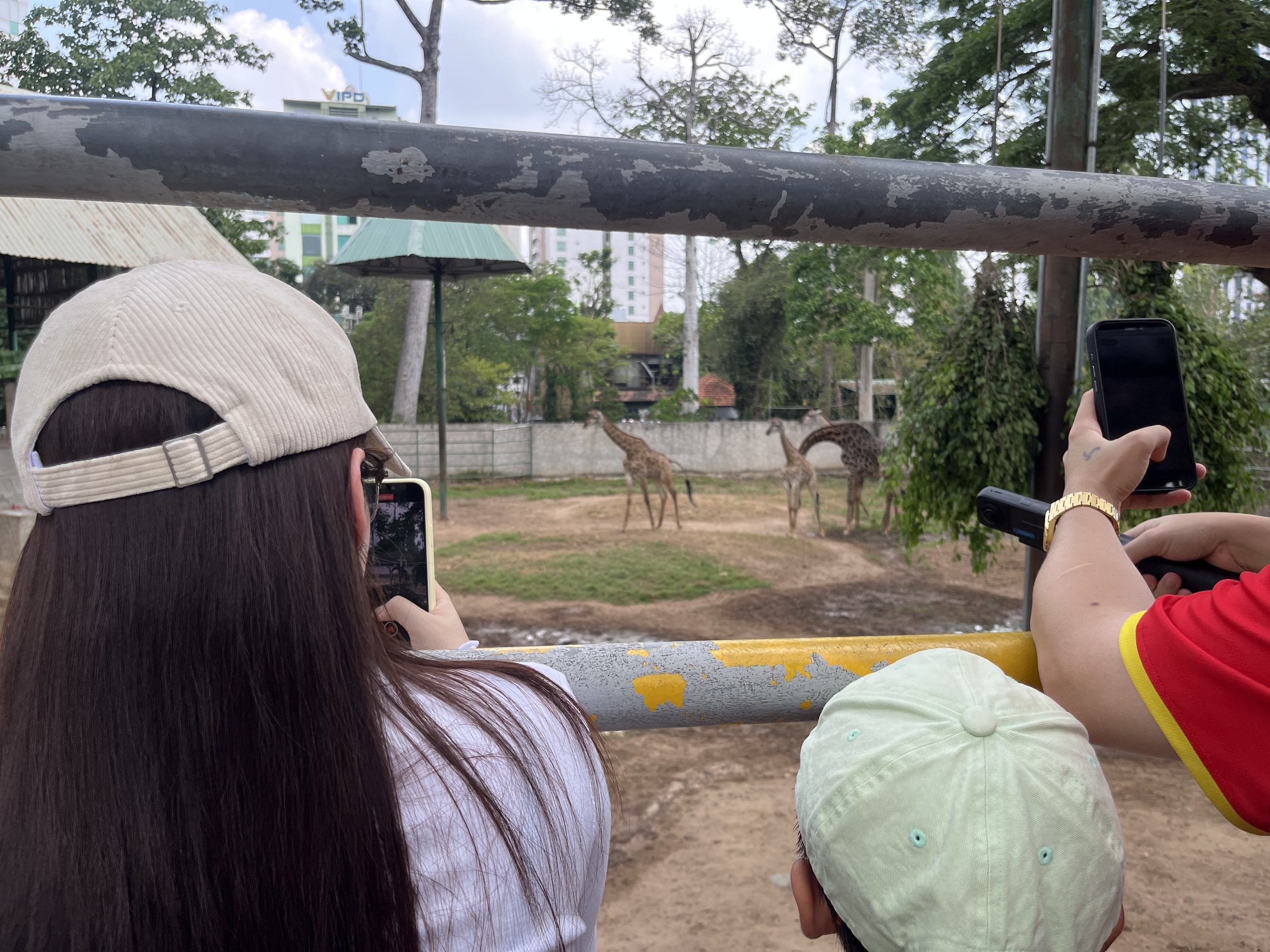 Xem hươu cao cổ &ldquo;l&agrave;m đ&aacute;m cưới&rdquo;: Đ&ocirc;ng k&iacute;n người tại Thảo Cầm Vi&ecirc;n S&agrave;i G&ograve;n - Ảnh 13.