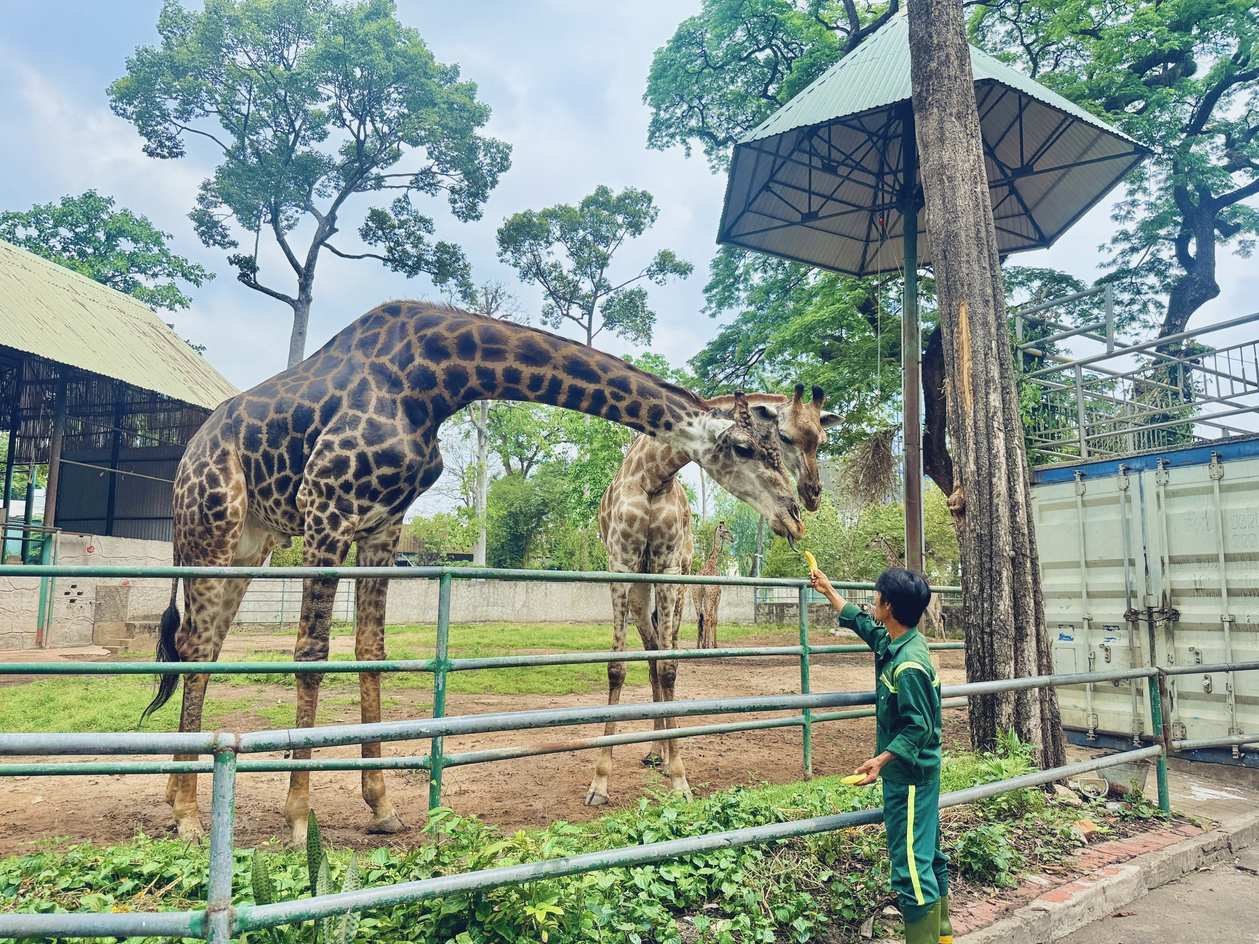 Đổ x&ocirc; đi xem &lsquo;lễ th&agrave;nh h&ocirc;n' hươu cao cổ ở Thảo Cầm Vi&ecirc;n S&agrave;i G&ograve;n - Ảnh 8.