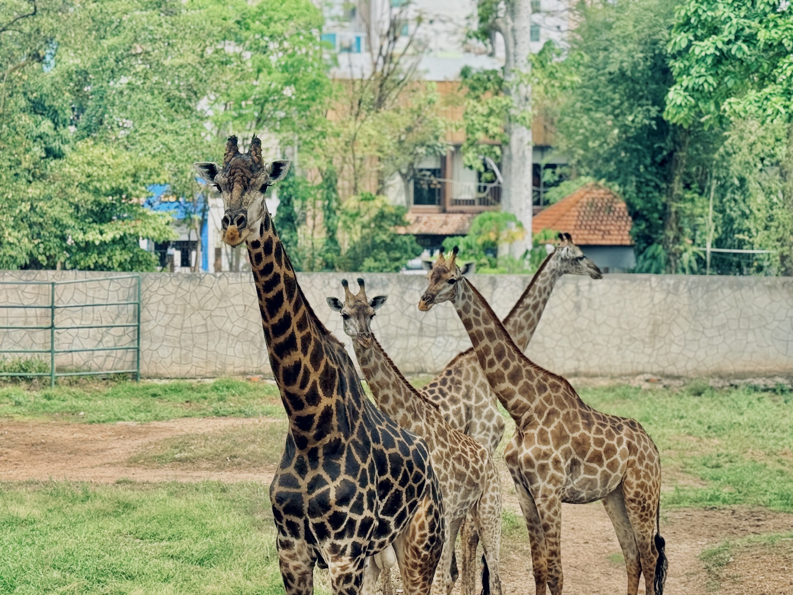 Đổ x&ocirc; đi xem &lsquo;lễ th&agrave;nh h&ocirc;n' hươu cao cổ ở Thảo Cầm Vi&ecirc;n S&agrave;i G&ograve;n - Ảnh 7.