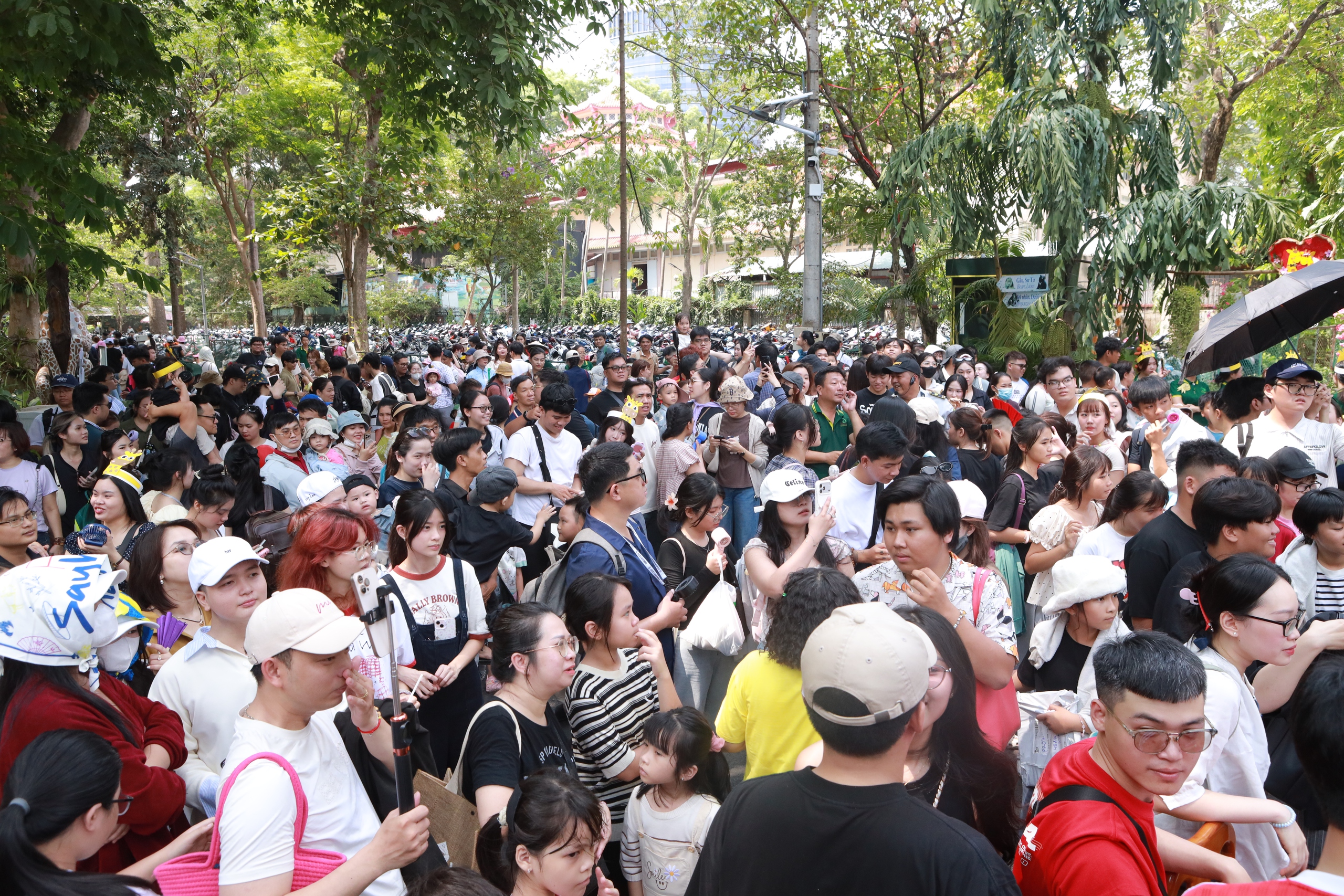 Đổ x&ocirc; đi xem &lsquo;lễ th&agrave;nh h&ocirc;n' hươu cao cổ ở Thảo Cầm Vi&ecirc;n S&agrave;i G&ograve;n - Ảnh 2.