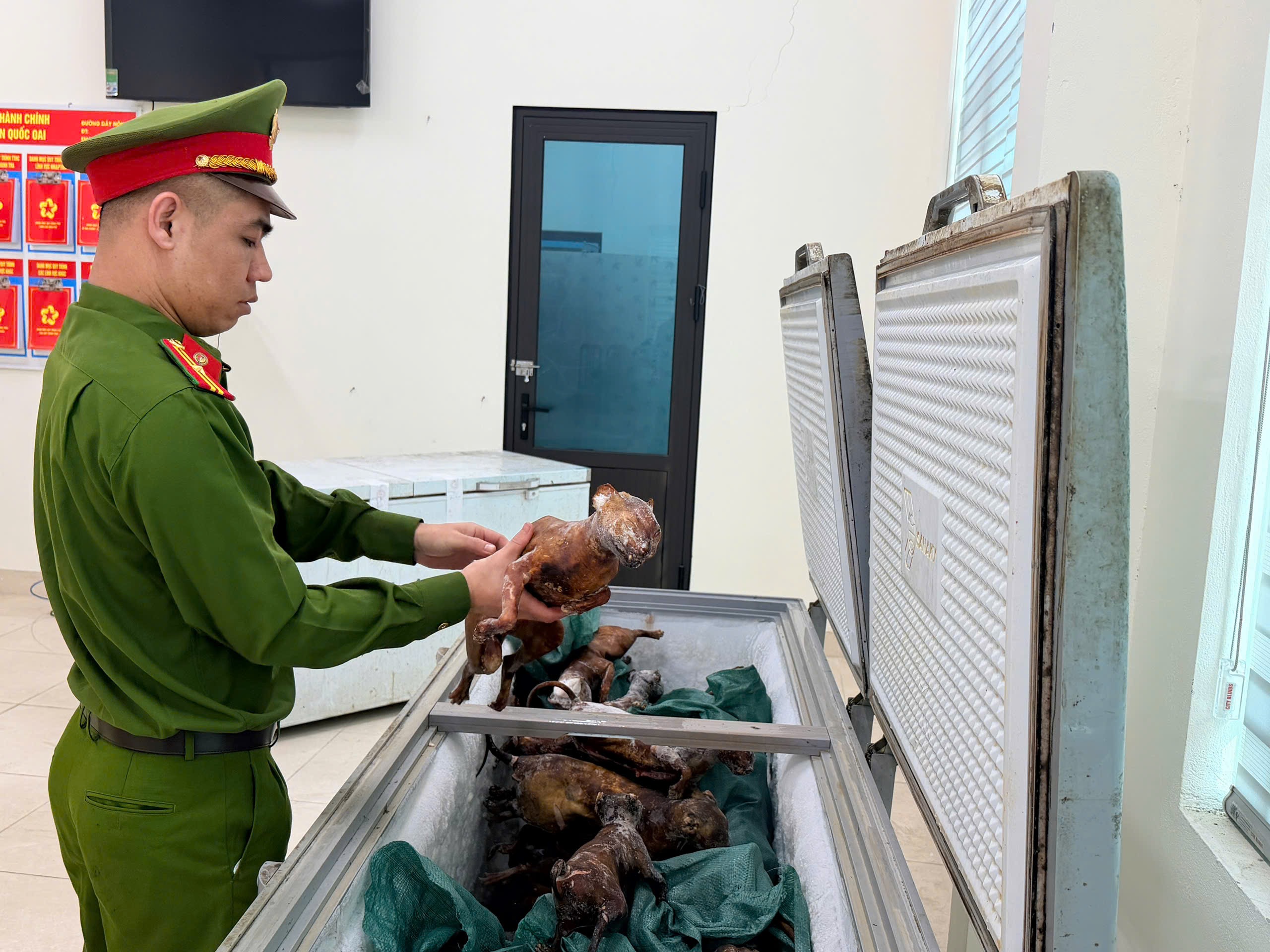 Bắt nhóm trộm mèo ở Hà Nội- Ảnh 2. Bắt nhóm trộm mèo ở Hà Nội- Ảnh 2.