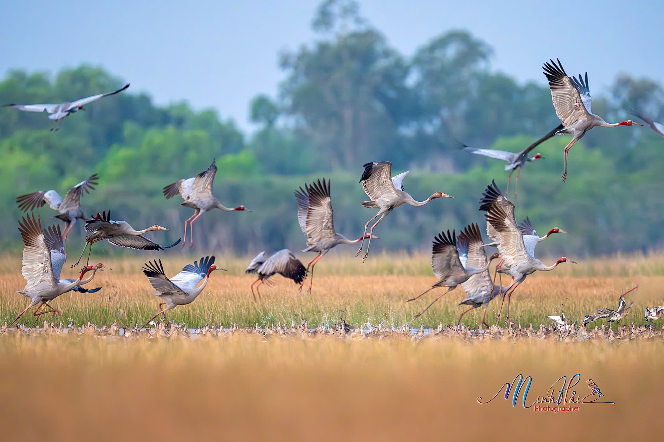 M&ugrave;a sếu đầu đỏ bay về, cất tiếng gọi nhau nơi bi&ecirc;n giới Campuchia - H&agrave; Ti&ecirc;n - Ảnh 2.