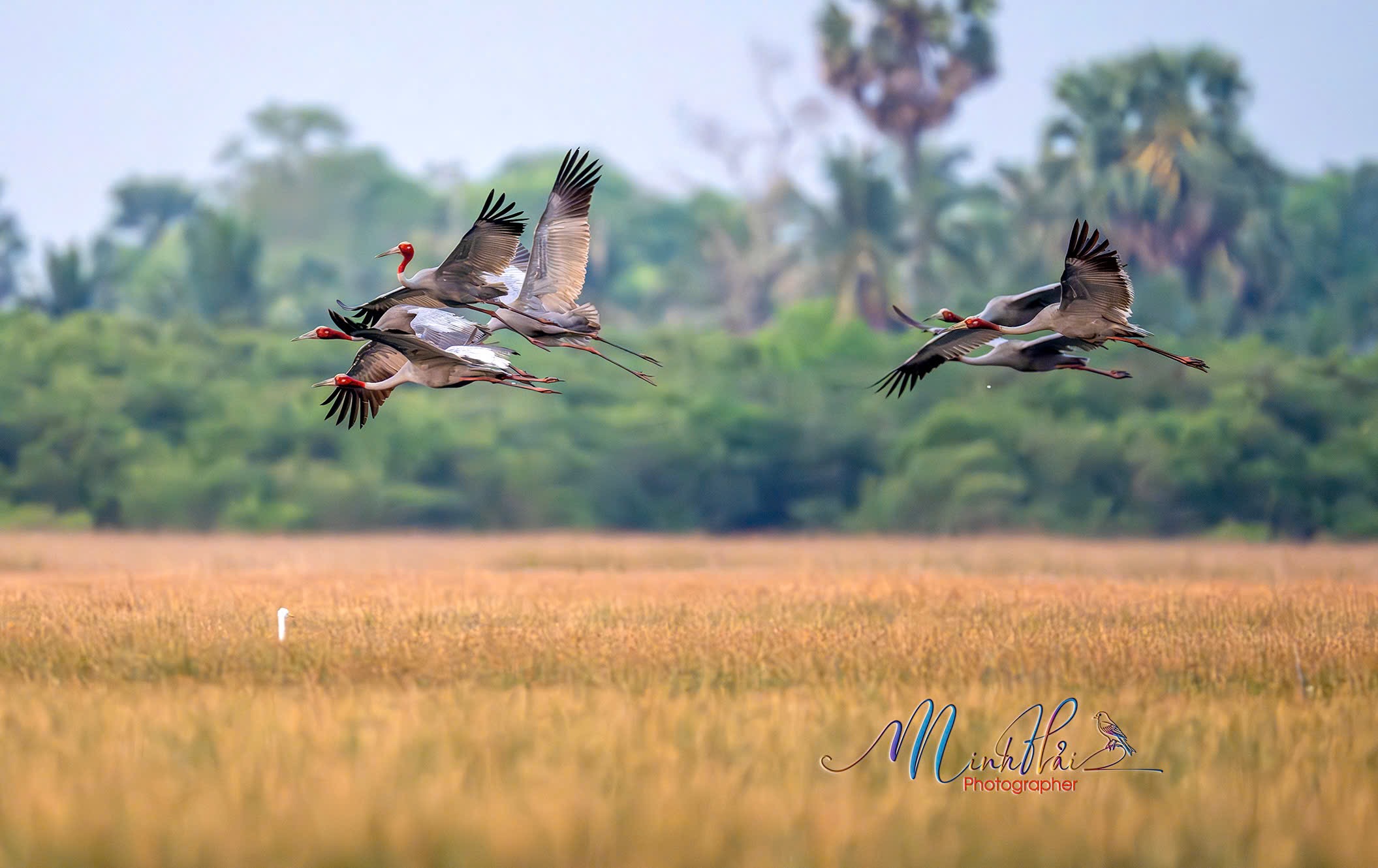 M&ugrave;a sếu đầu đỏ bay về, cất tiếng gọi nhau nơi bi&ecirc;n giới Campuchia - H&agrave; Ti&ecirc;n - Ảnh 3.