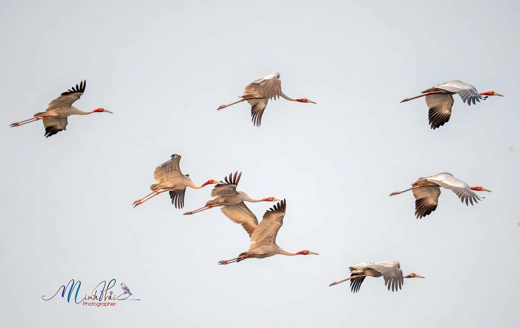 M&ugrave;a sếu đầu đỏ bay về, cất tiếng gọi nhau nơi bi&ecirc;n giới Campuchia - H&agrave; Ti&ecirc;n - Ảnh 1.