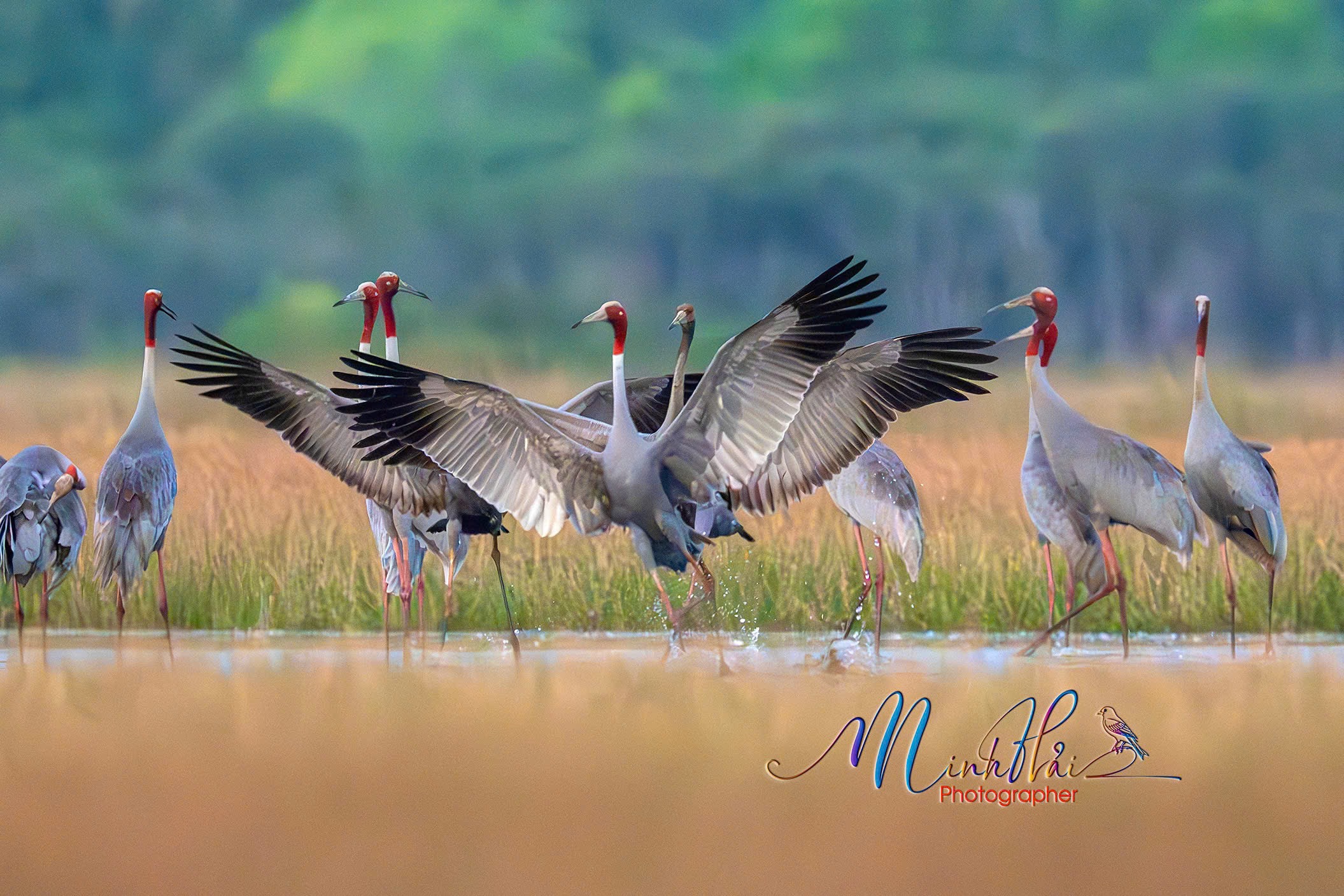 M&ugrave;a sếu đầu đỏ bay về, cất tiếng gọi nhau nơi bi&ecirc;n giới Campuchia - H&agrave; Ti&ecirc;n - Ảnh 4.