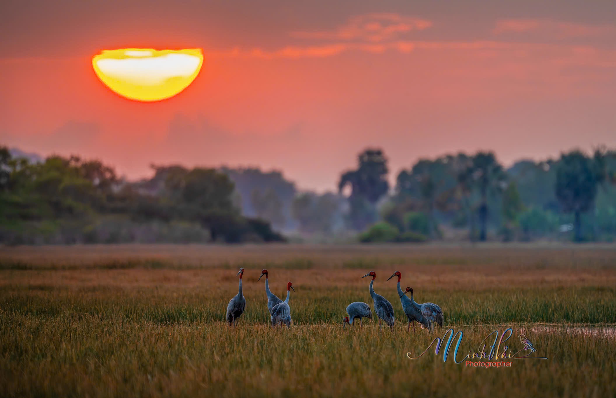 M&ugrave;a sếu đầu đỏ bay về, cất tiếng gọi nhau nơi bi&ecirc;n giới Campuchia - H&agrave; Ti&ecirc;n - Ảnh 5.