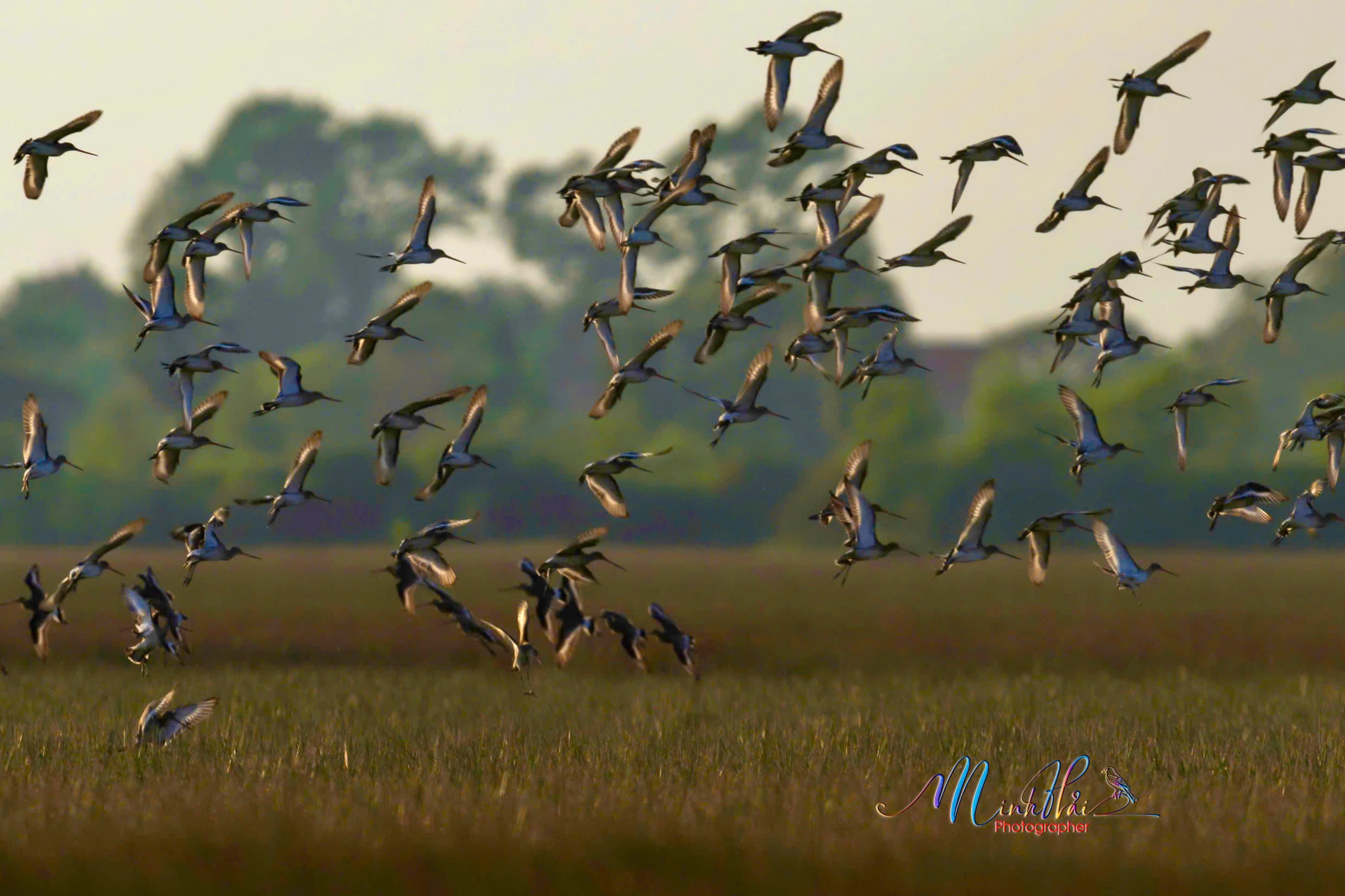 M&ugrave;a sếu đầu đỏ bay về, cất tiếng gọi nhau nơi bi&ecirc;n giới Campuchia - H&agrave; Ti&ecirc;n - Ảnh 13.