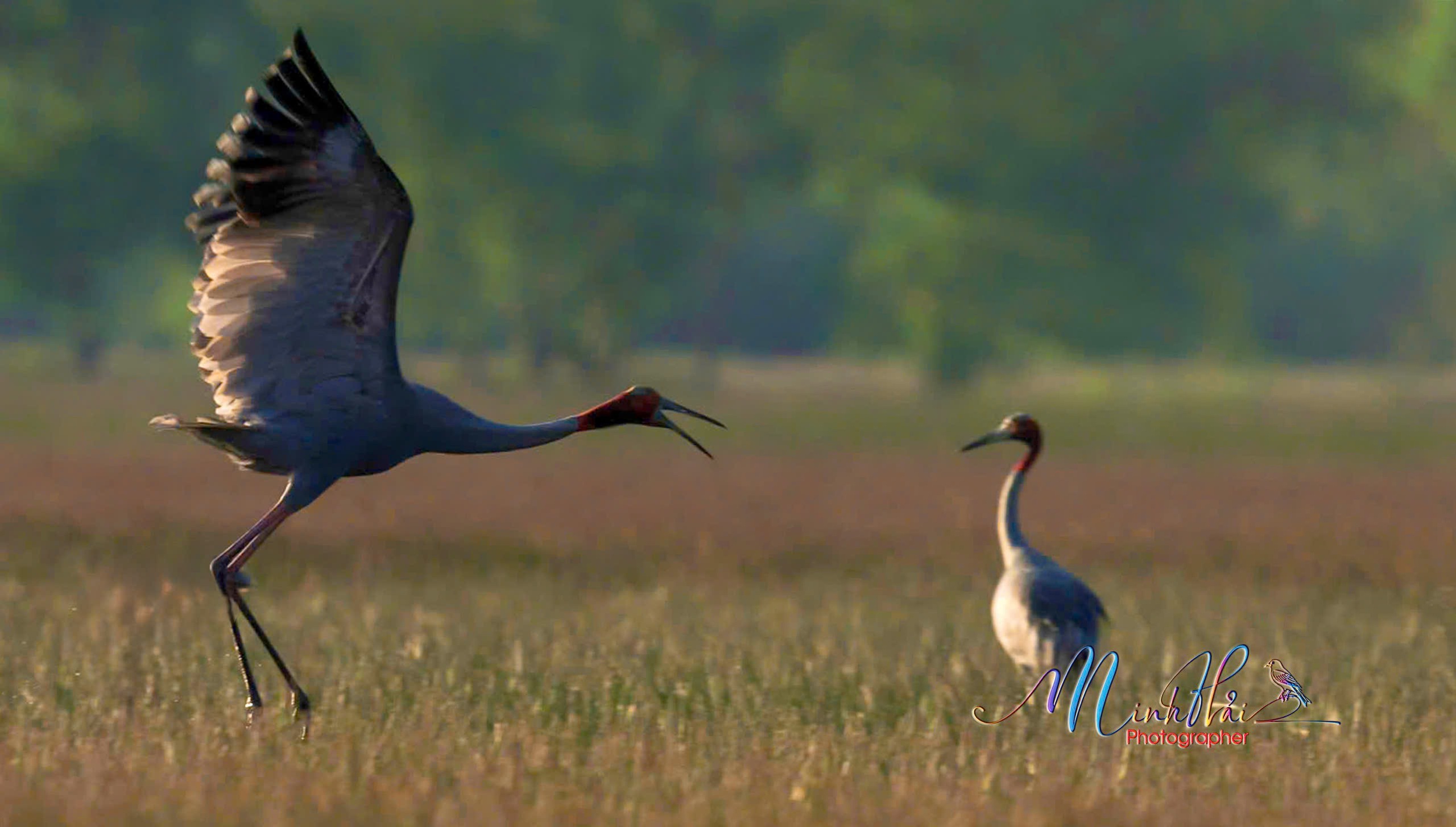 M&ugrave;a sếu đầu đỏ bay về, cất tiếng gọi nhau nơi bi&ecirc;n giới Campuchia - H&agrave; Ti&ecirc;n - Ảnh 10.