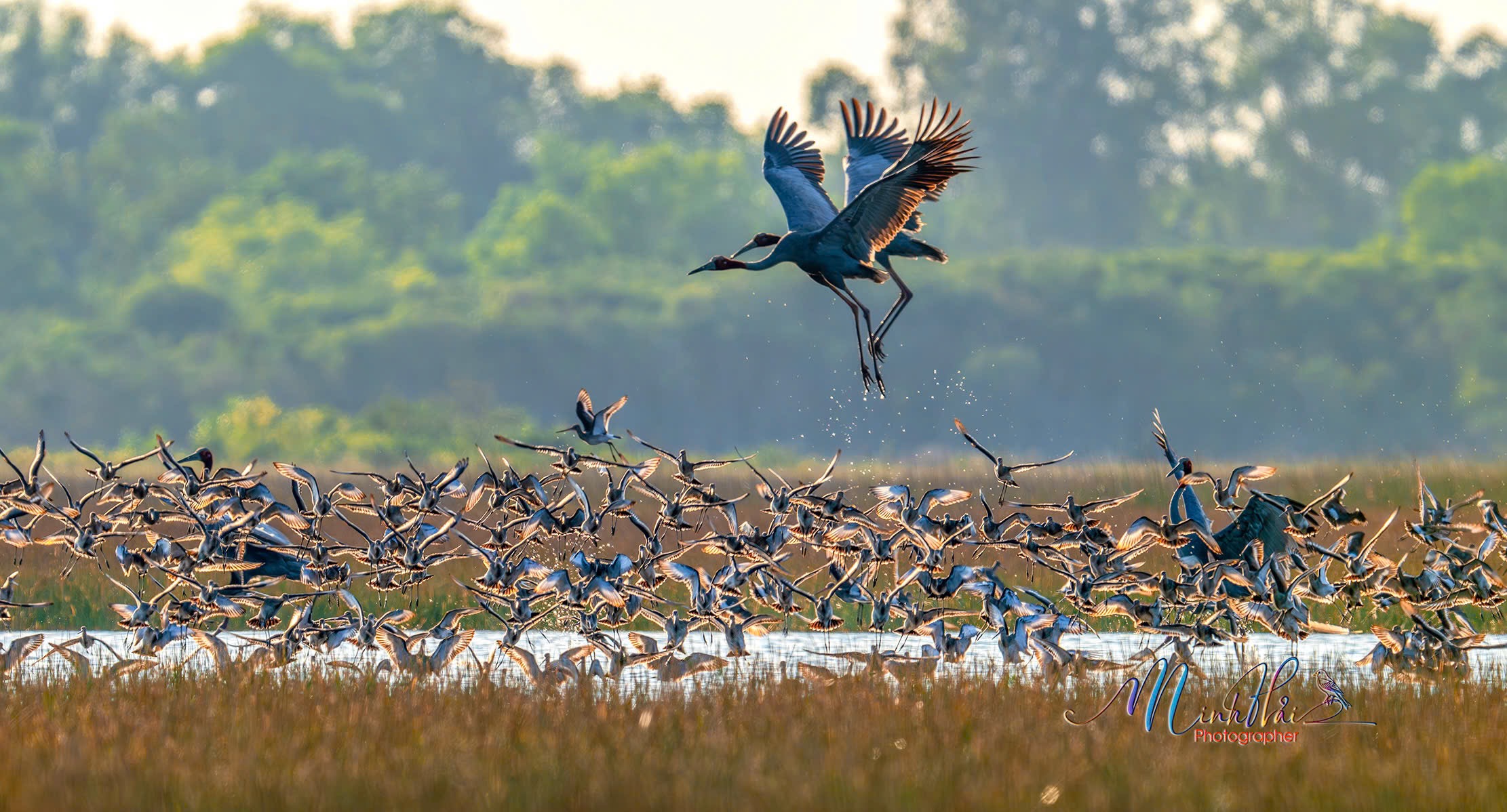 M&ugrave;a sếu đầu đỏ bay về, cất tiếng gọi nhau nơi bi&ecirc;n giới Campuchia - H&agrave; Ti&ecirc;n - Ảnh 6.