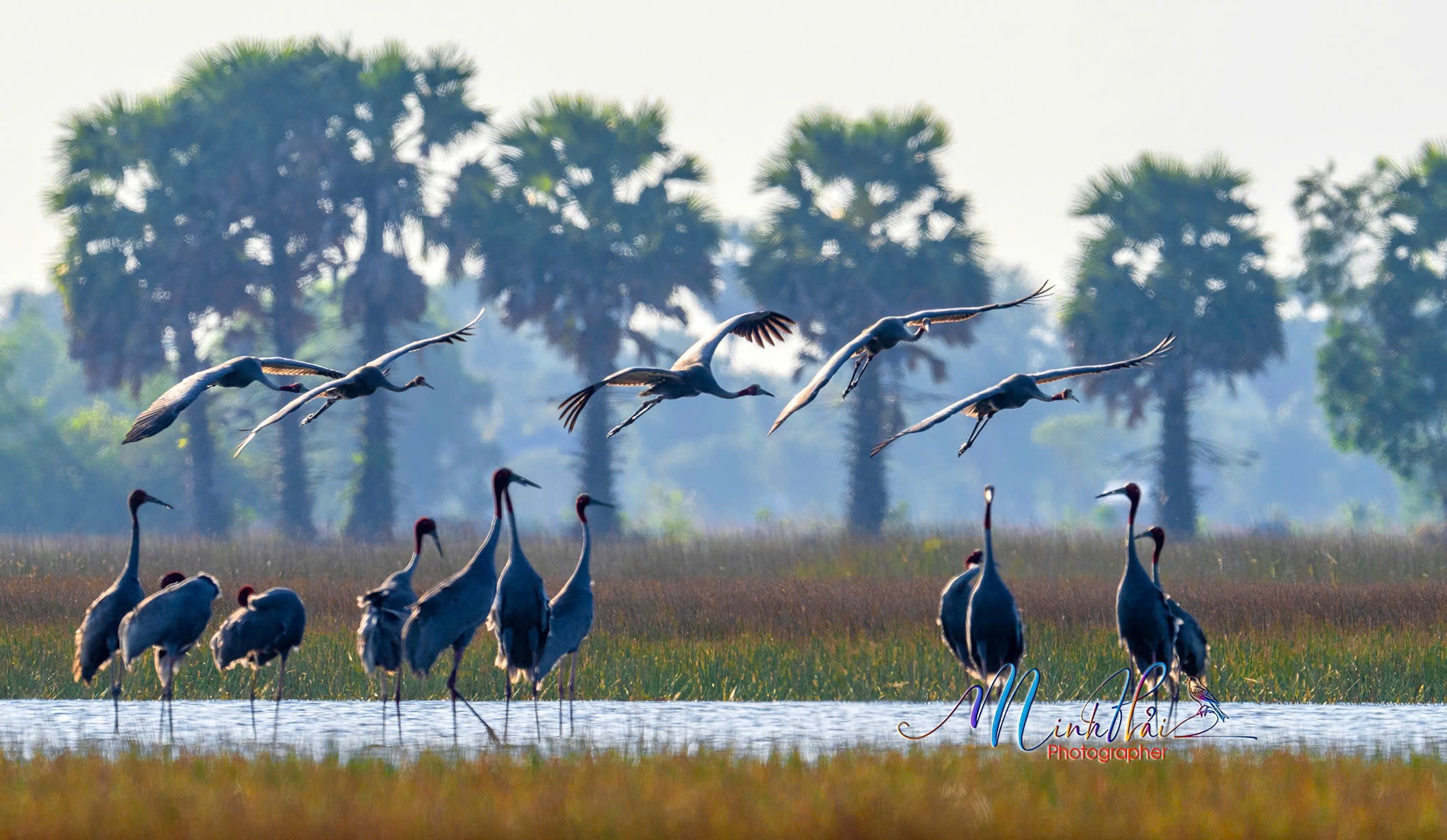M&ugrave;a sếu đầu đỏ bay về, cất tiếng gọi nhau nơi bi&ecirc;n giới Campuchia - H&agrave; Ti&ecirc;n - Ảnh 7.
