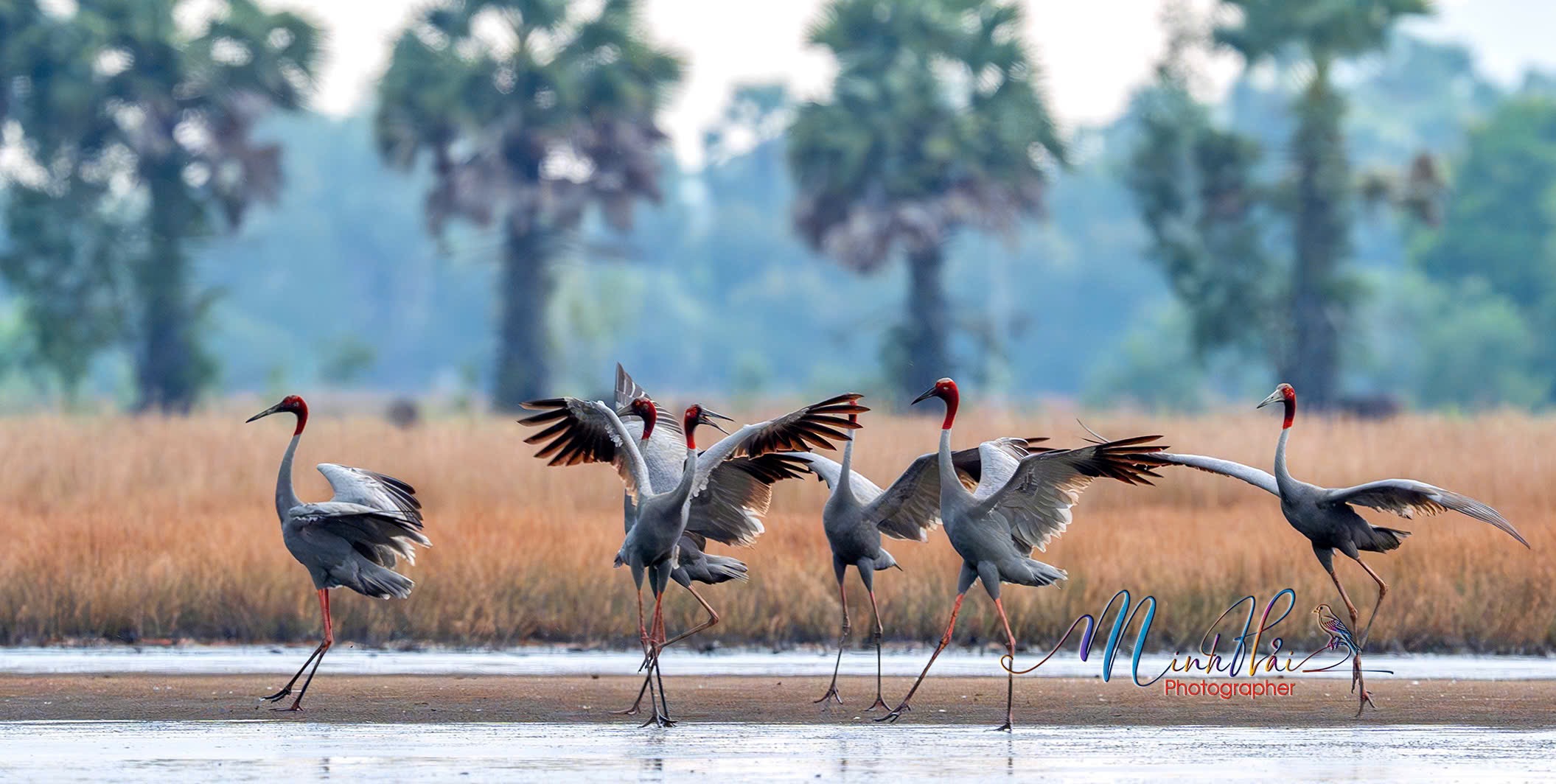 M&ugrave;a sếu đầu đỏ bay về, cất tiếng gọi nhau nơi bi&ecirc;n giới Campuchia - H&agrave; Ti&ecirc;n - Ảnh 9.