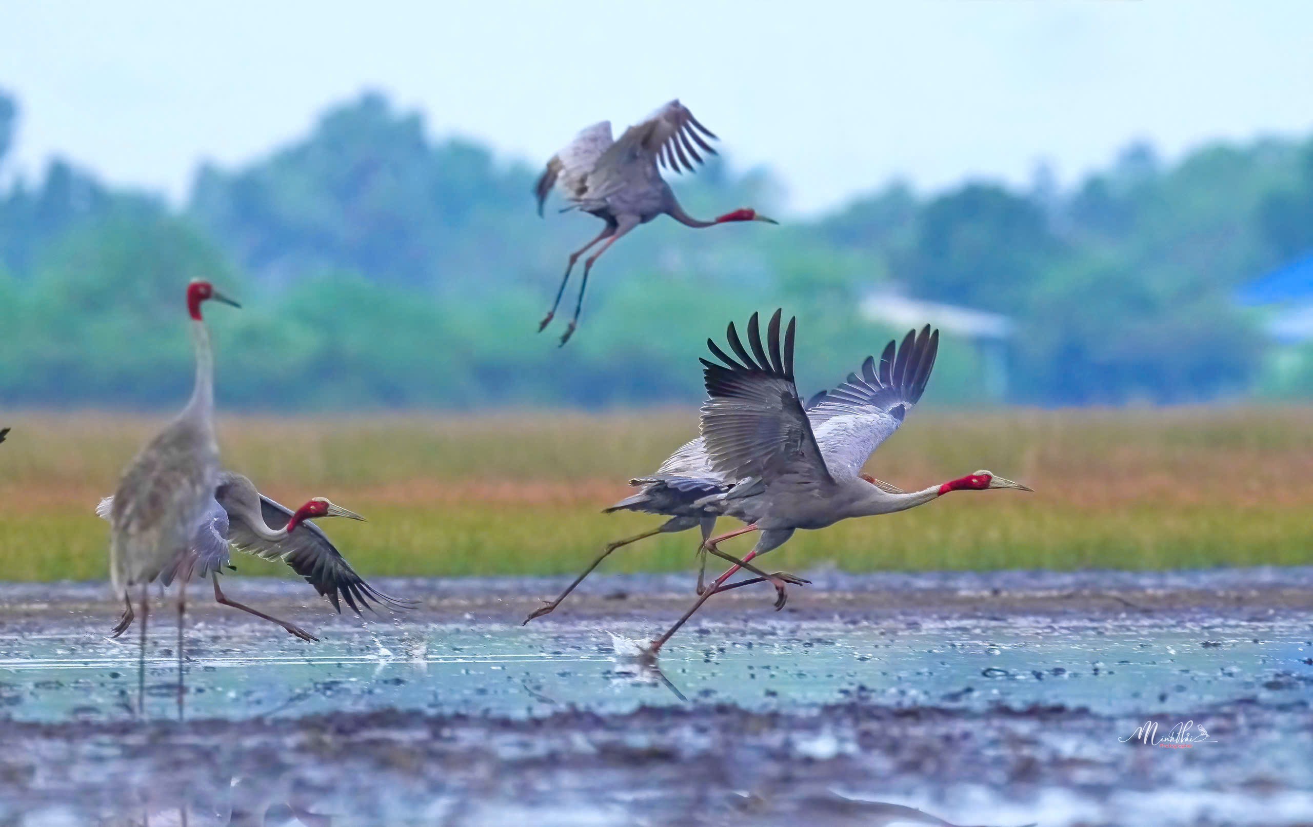 M&ugrave;a sếu đầu đỏ bay về, cất tiếng gọi nhau nơi bi&ecirc;n giới Campuchia - H&agrave; Ti&ecirc;n - Ảnh 8.