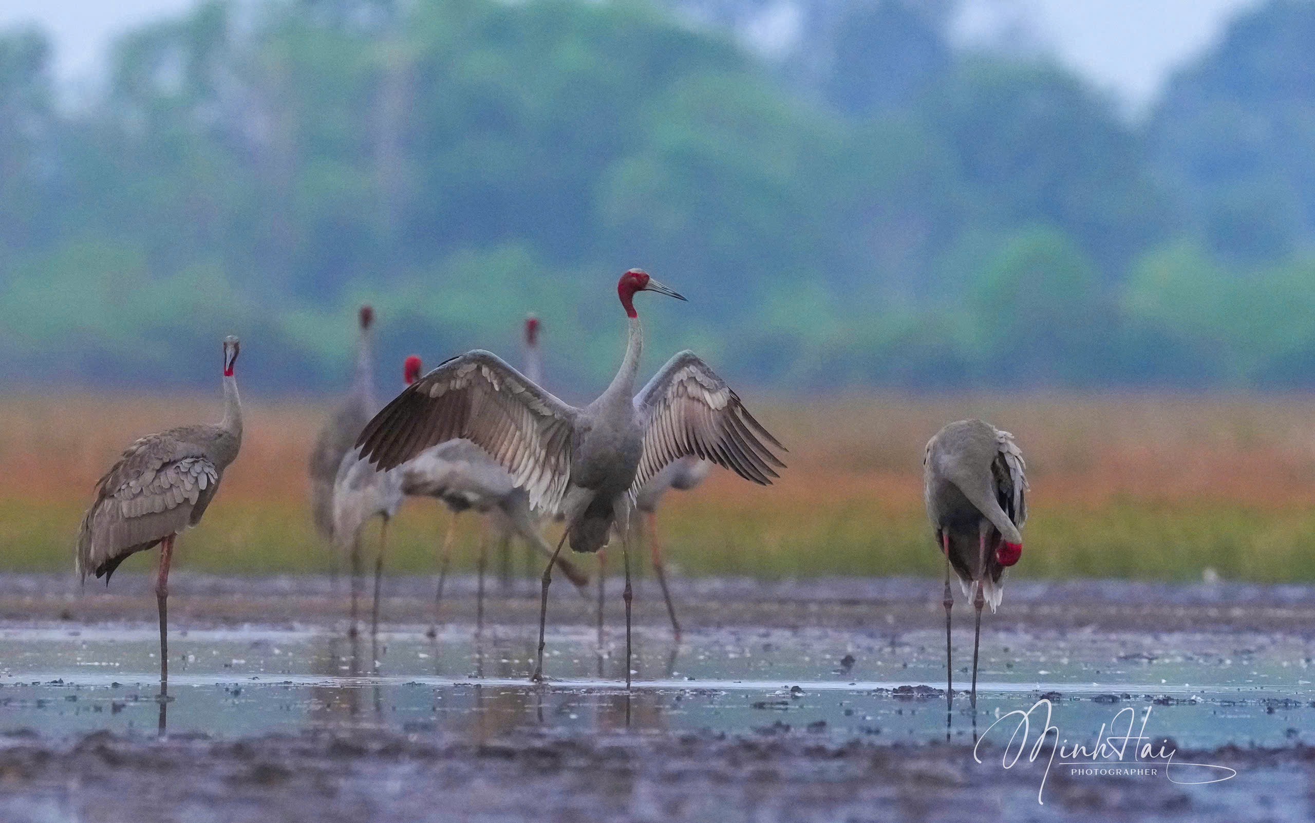 M&ugrave;a sếu đầu đỏ bay về, cất tiếng gọi nhau nơi bi&ecirc;n giới Campuchia - H&agrave; Ti&ecirc;n - Ảnh 11.