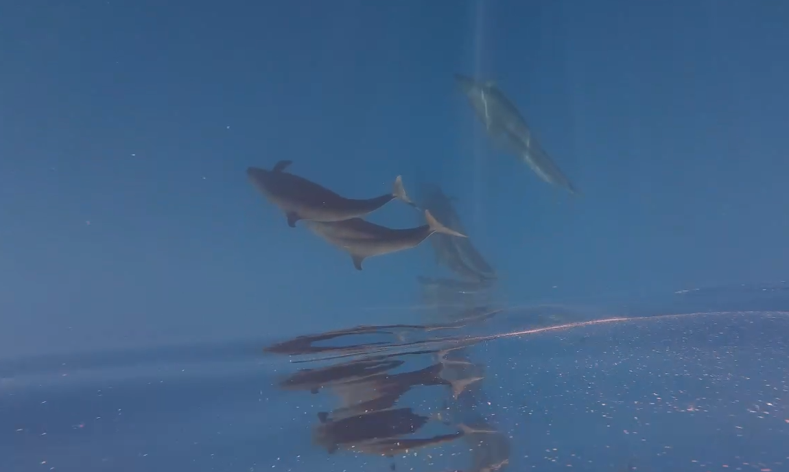 Hiện tượng cực hiếm: Cá voi vờn sóng, phô diễn sống động ở Phú Quý- Ảnh 1.