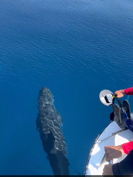 Hiện tượng cực hiếm: Cá voi vờn sóng, phô diễn sống động ở Phú Quý- Ảnh 4. Hiện tượng cực hiếm: Cá voi vờn sóng, phô diễn sống động ở Phú Quý- Ảnh 4.