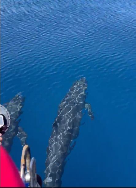 Hiện tượng cực hiếm: Cá voi vờn sóng, phô diễn sống động ở Phú Quý- Ảnh 3. Hiện tượng cực hiếm: Cá voi vờn sóng, phô diễn sống động ở Phú Quý- Ảnh 3.