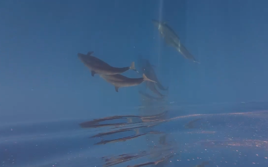 Hiện tượng cực hiếm: Cá voi vờn sóng, phô diễn sống động ở Phú Quý- Ảnh 5.