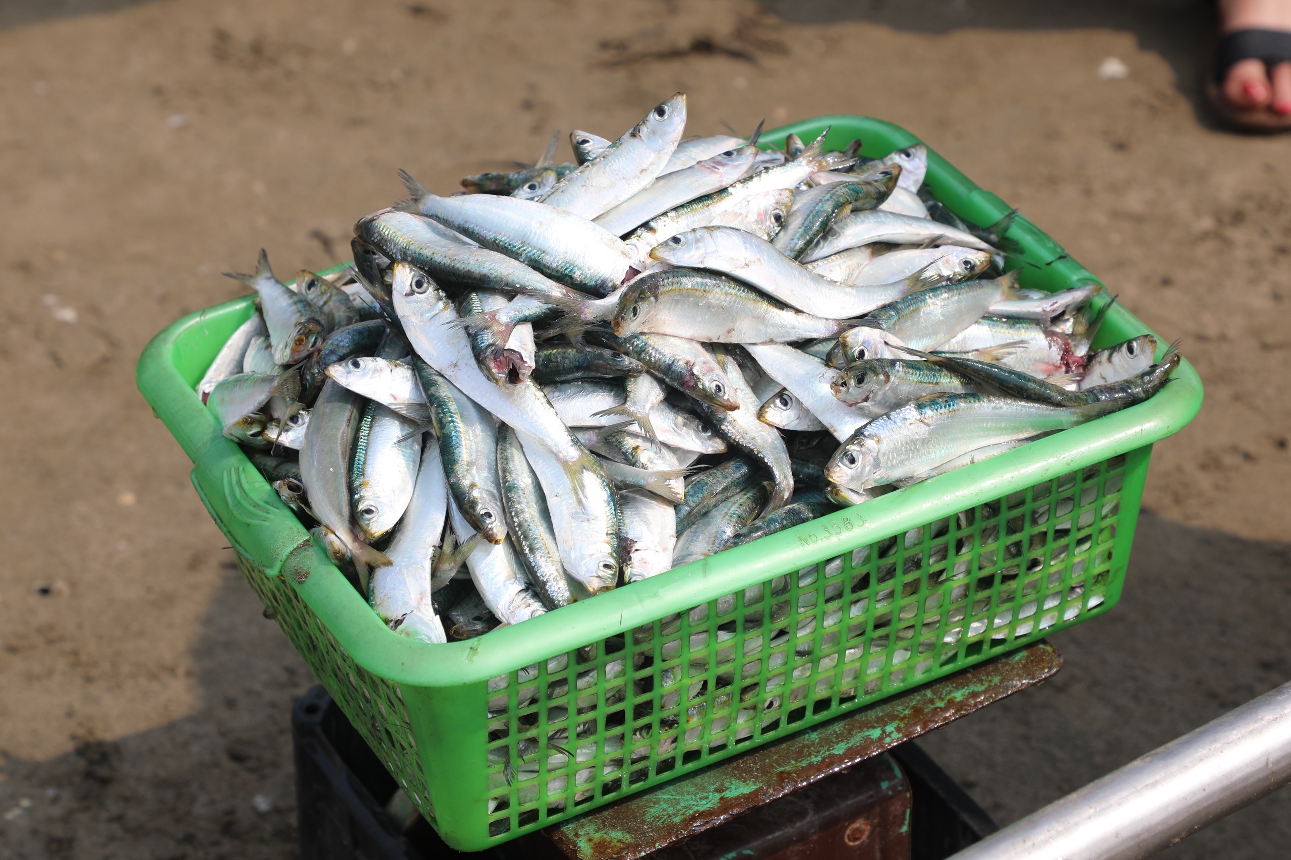 C&aacute; tr&iacute;ch g&acirc;y 'sốt' mạng x&atilde; hội- Ảnh 1.