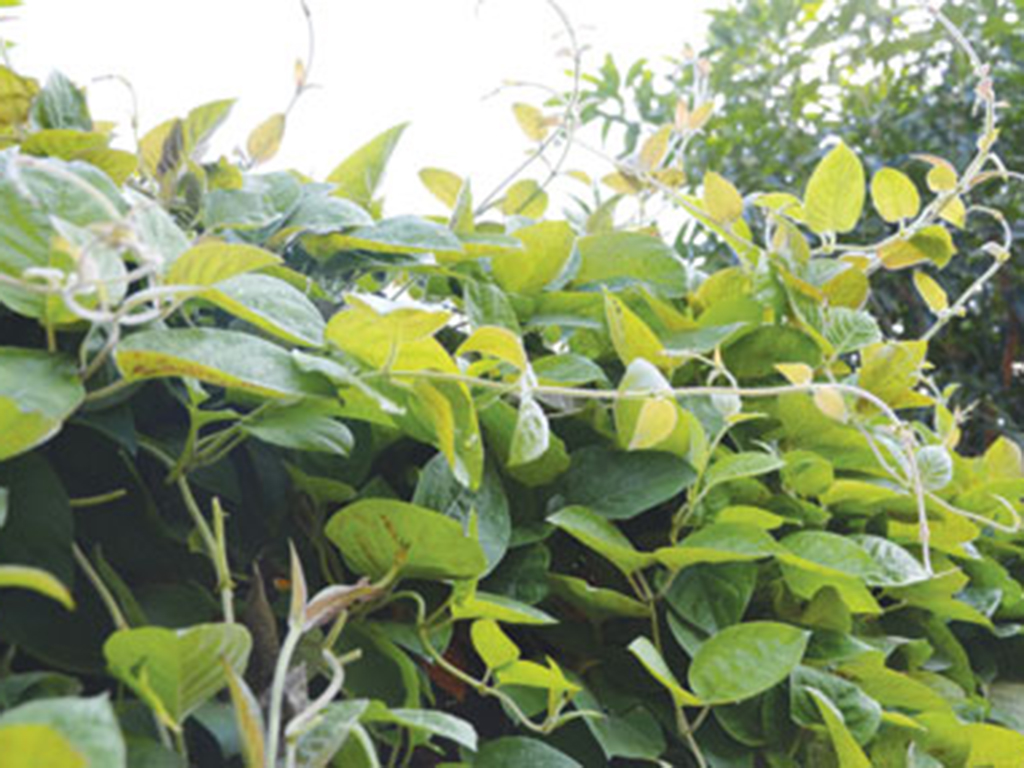 Lá mơ lông có lợi ích gì cho sức khỏe? 19 Lá mơ lông có lợi ích gì cho sức khỏe? - Ảnh 1.