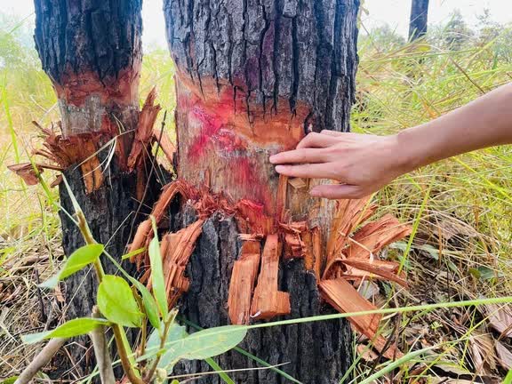 Lực lượng đ&ocirc;ng, v&igrave; sao vẫn mất rừng?- Ảnh 1.