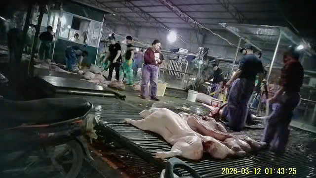 Vụ 300 tấn lợn bẩn: Nh&oacute;m c&aacute;n bộ kiểm dịch g&acirc;y kh&oacute;, thu bất ch&iacute;nh 2,5 tỉ - Ảnh 2.