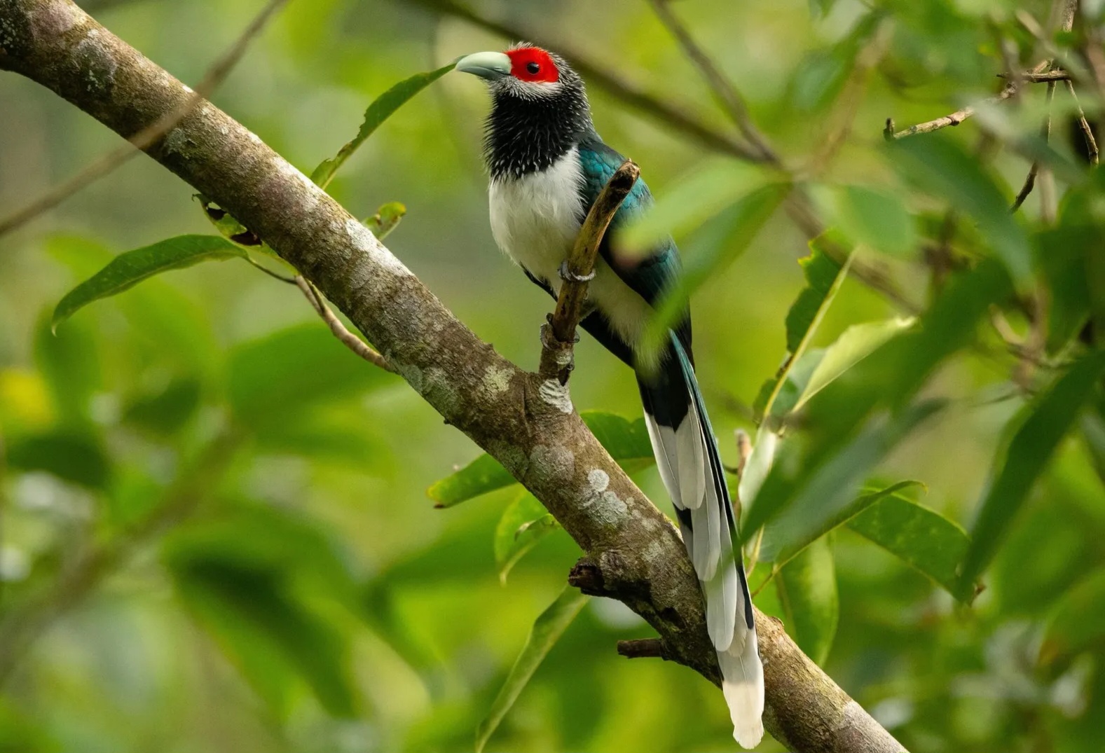 Một điểm đến ở Việt Nam vào top ngắm chim đẹp nhất thế giới- Ảnh 1. Một điểm đến ở Việt Nam vào top ngắm chim đẹp nhất thế giới- Ảnh 1.