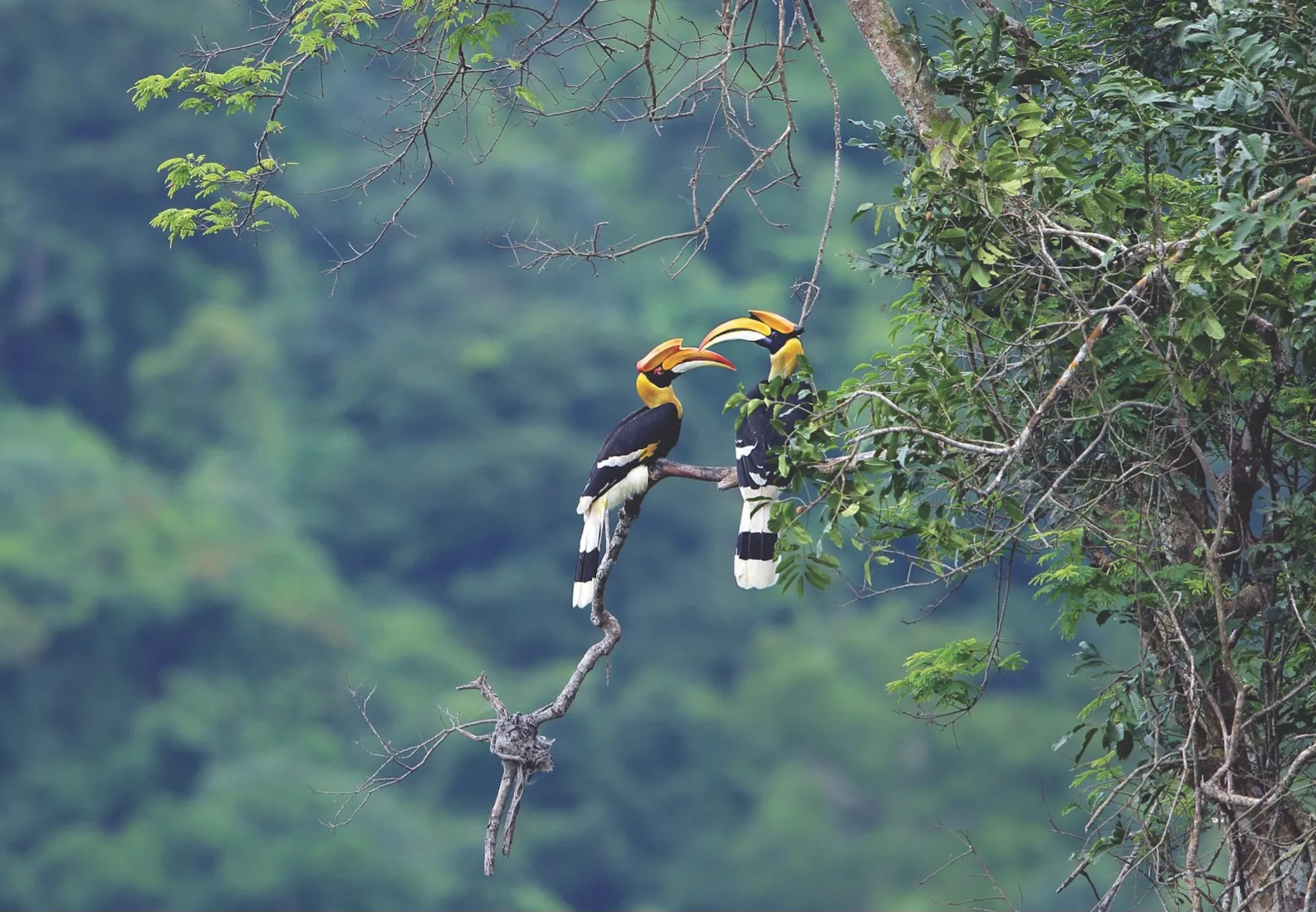 Một điểm đến ở Việt Nam vào top ngắm chim đẹp nhất thế giới- Ảnh 2. Một điểm đến ở Việt Nam vào top ngắm chim đẹp nhất thế giới- Ảnh 2.