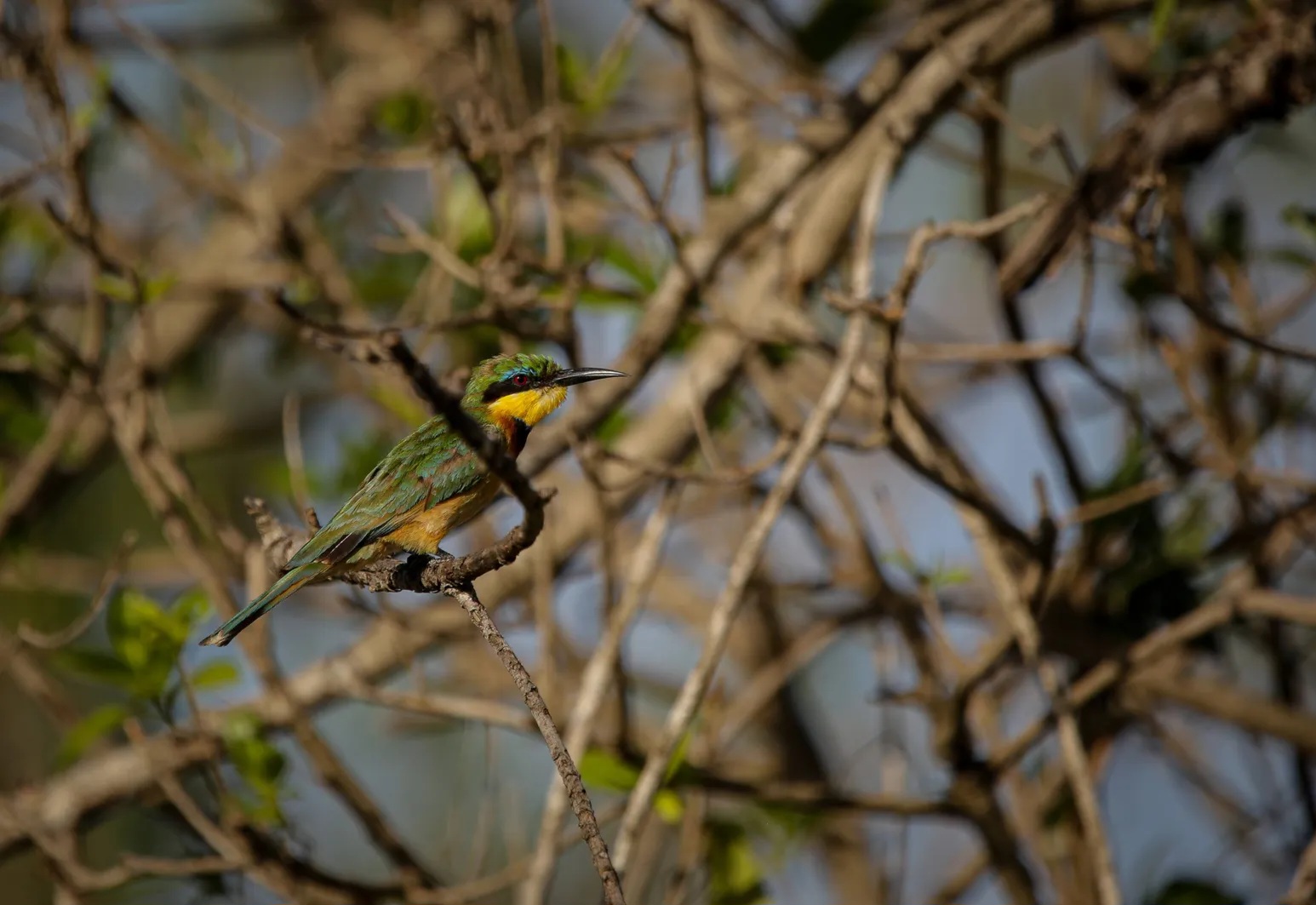 Một điểm đến ở Việt Nam vào top ngắm chim đẹp nhất thế giới- Ảnh 3. Một điểm đến ở Việt Nam vào top ngắm chim đẹp nhất thế giới- Ảnh 3.
