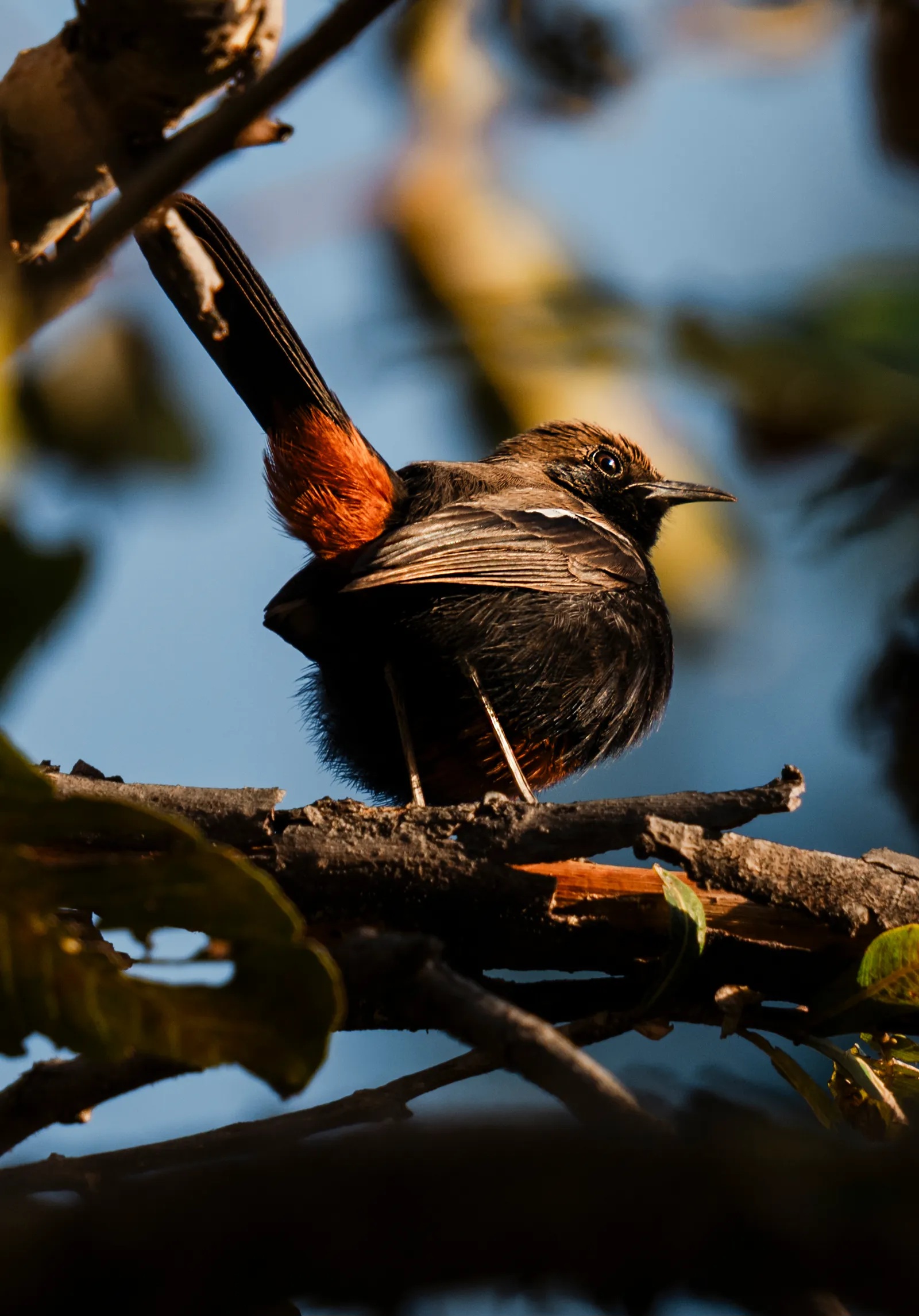 Một điểm đến ở Việt Nam vào top ngắm chim đẹp nhất thế giới- Ảnh 4. Một điểm đến ở Việt Nam vào top ngắm chim đẹp nhất thế giới- Ảnh 4.