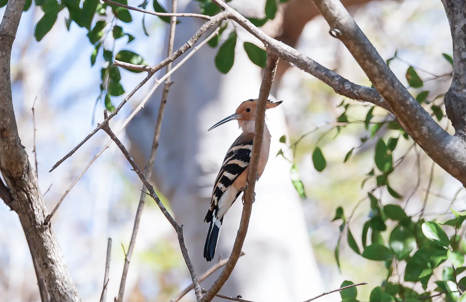 Một điểm đến ở Việt Nam vào top ngắm chim đẹp nhất thế giới- Ảnh 5. Một điểm đến ở Việt Nam vào top ngắm chim đẹp nhất thế giới- Ảnh 5.