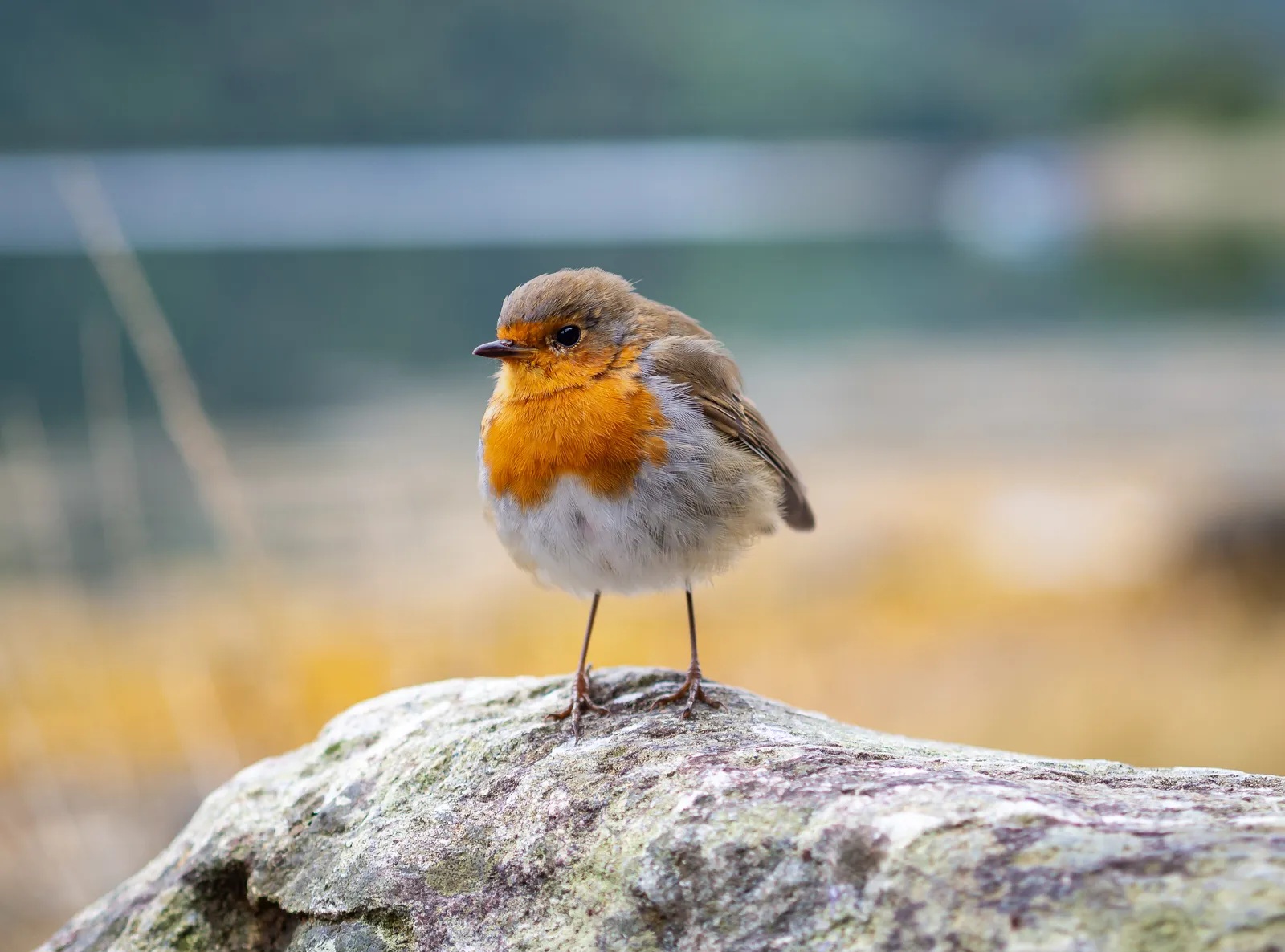 Một điểm đến ở Việt Nam vào top ngắm chim đẹp nhất thế giới- Ảnh 6. Một điểm đến ở Việt Nam vào top ngắm chim đẹp nhất thế giới- Ảnh 6.