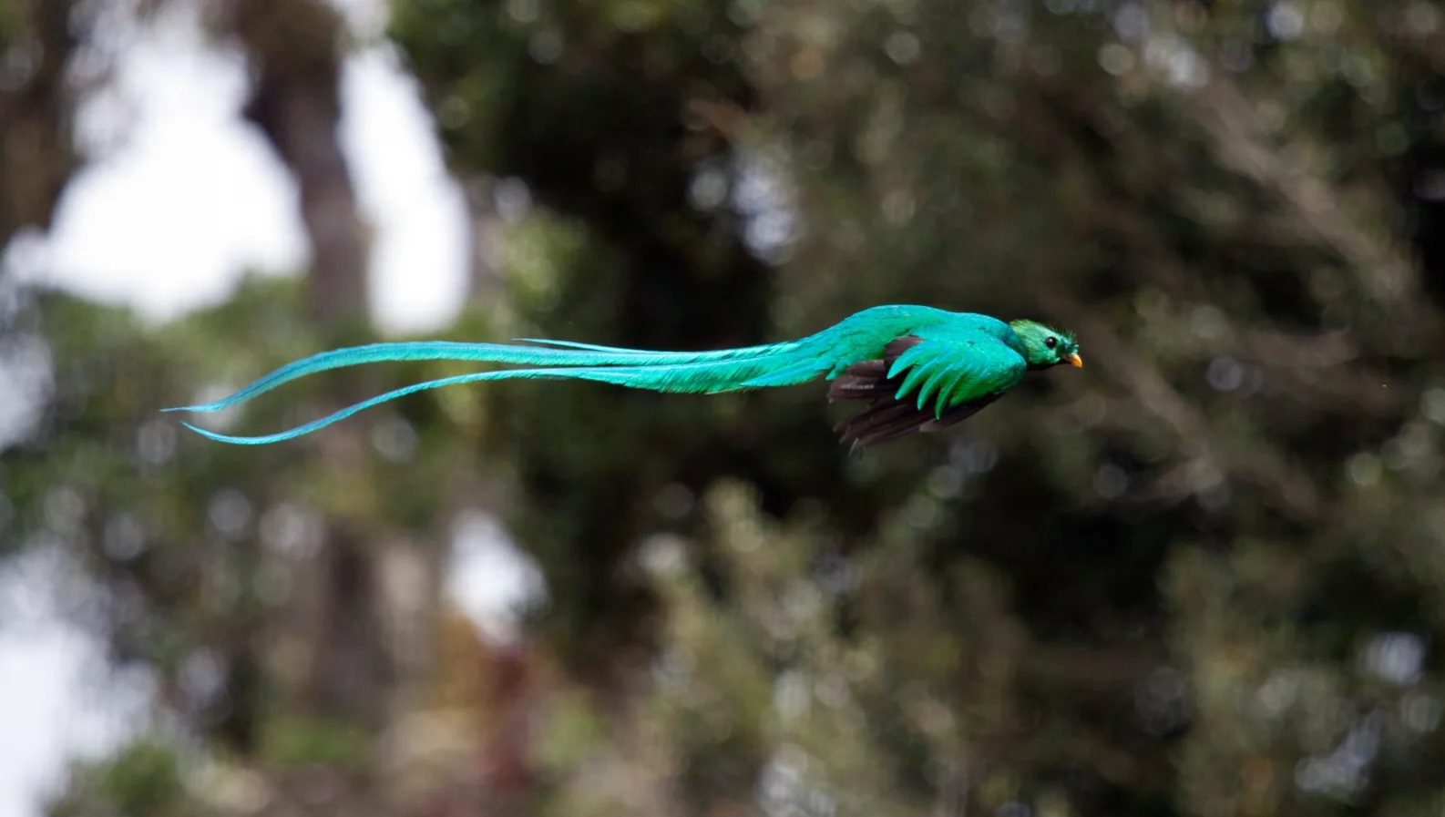 Một điểm đến ở Việt Nam vào top ngắm chim đẹp nhất thế giới- Ảnh 7. Một điểm đến ở Việt Nam vào top ngắm chim đẹp nhất thế giới- Ảnh 7.