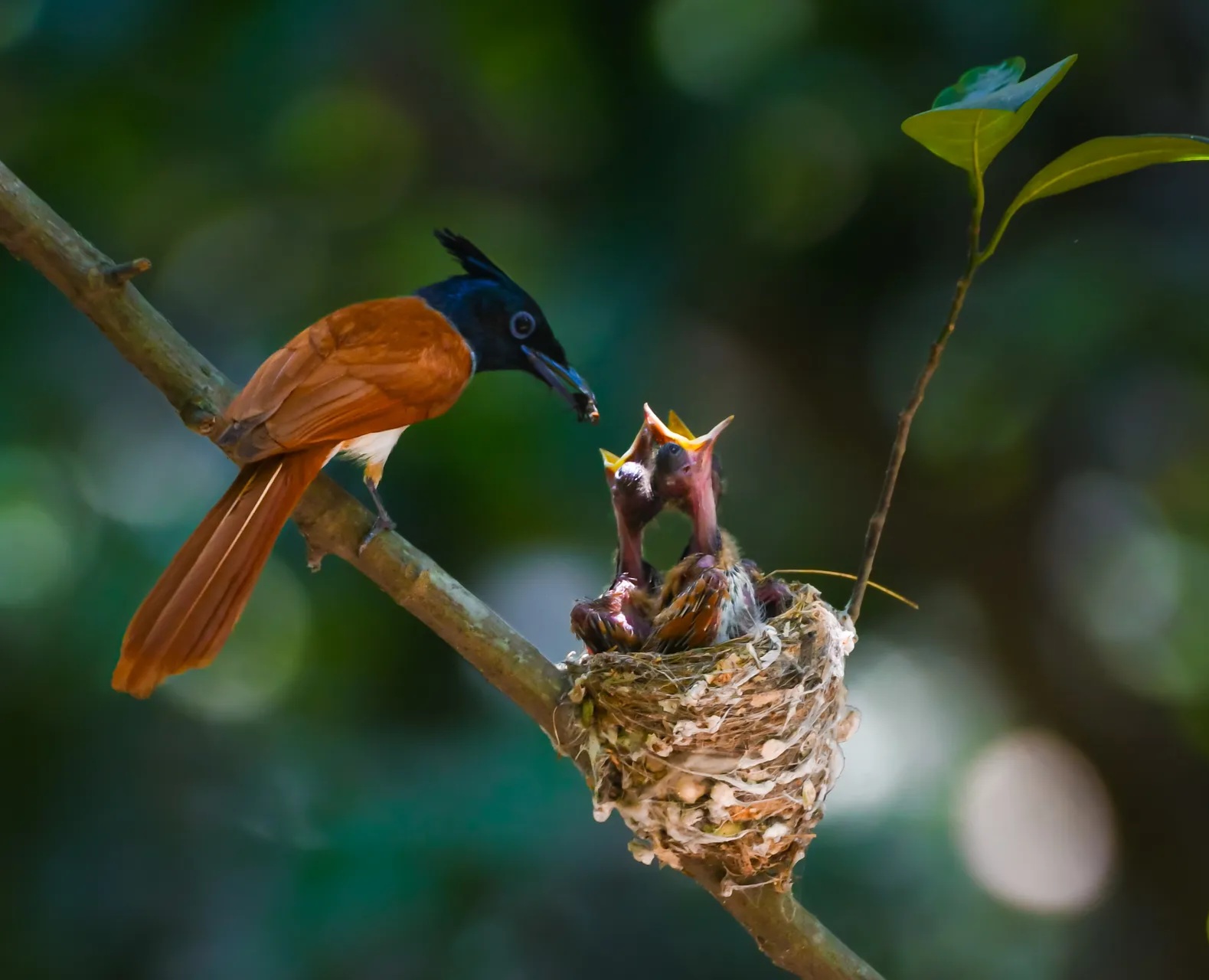 Một điểm đến ở Việt Nam vào top ngắm chim đẹp nhất thế giới- Ảnh 9. Một điểm đến ở Việt Nam vào top ngắm chim đẹp nhất thế giới- Ảnh 9.