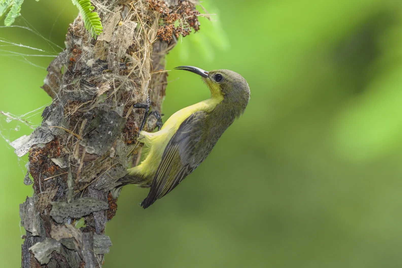 Một điểm đến ở Việt Nam vào top ngắm chim đẹp nhất thế giới- Ảnh 10. Một điểm đến ở Việt Nam vào top ngắm chim đẹp nhất thế giới- Ảnh 10.