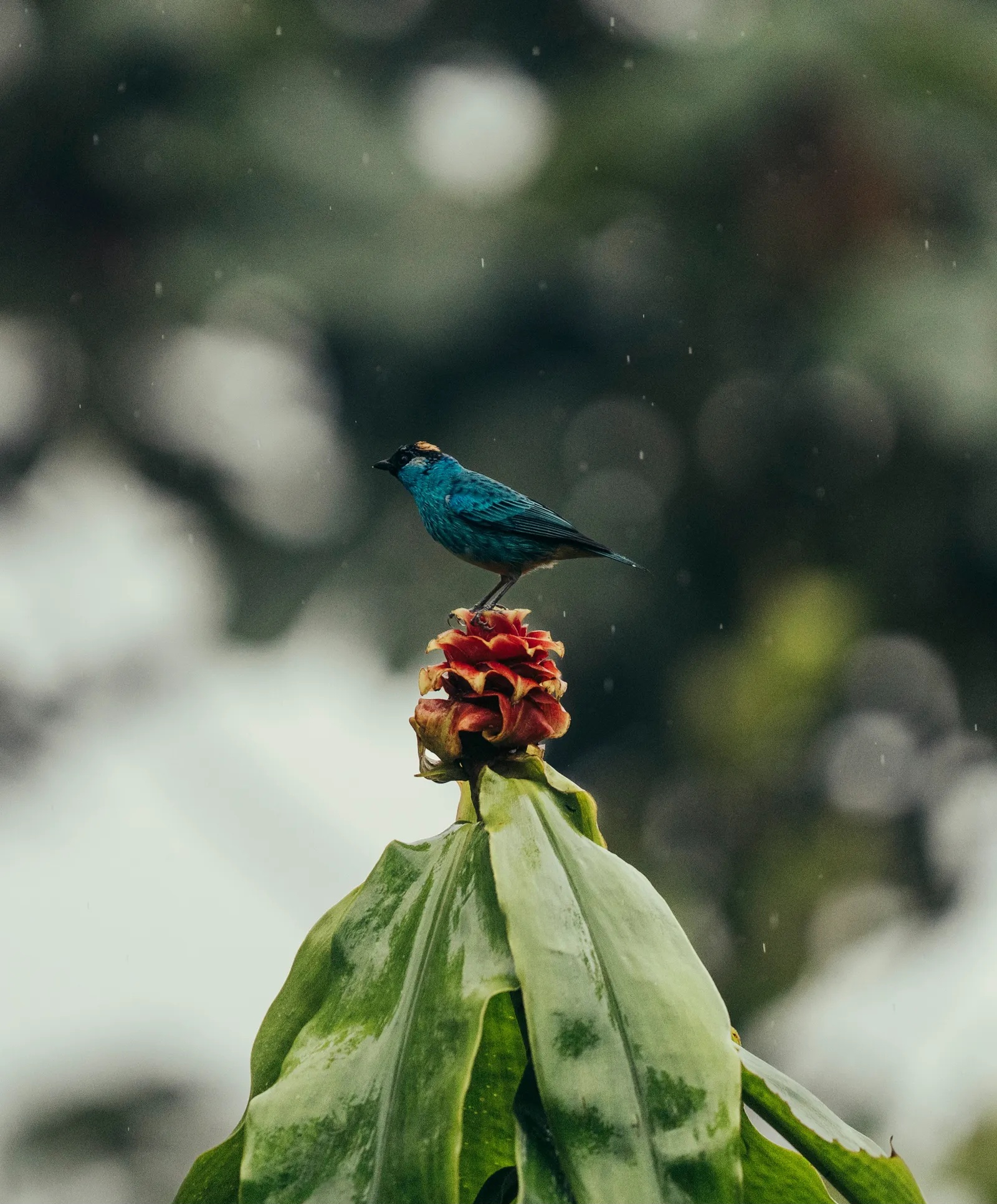 Một điểm đến ở Việt Nam vào top ngắm chim đẹp nhất thế giới- Ảnh 11. Một điểm đến ở Việt Nam vào top ngắm chim đẹp nhất thế giới- Ảnh 11.