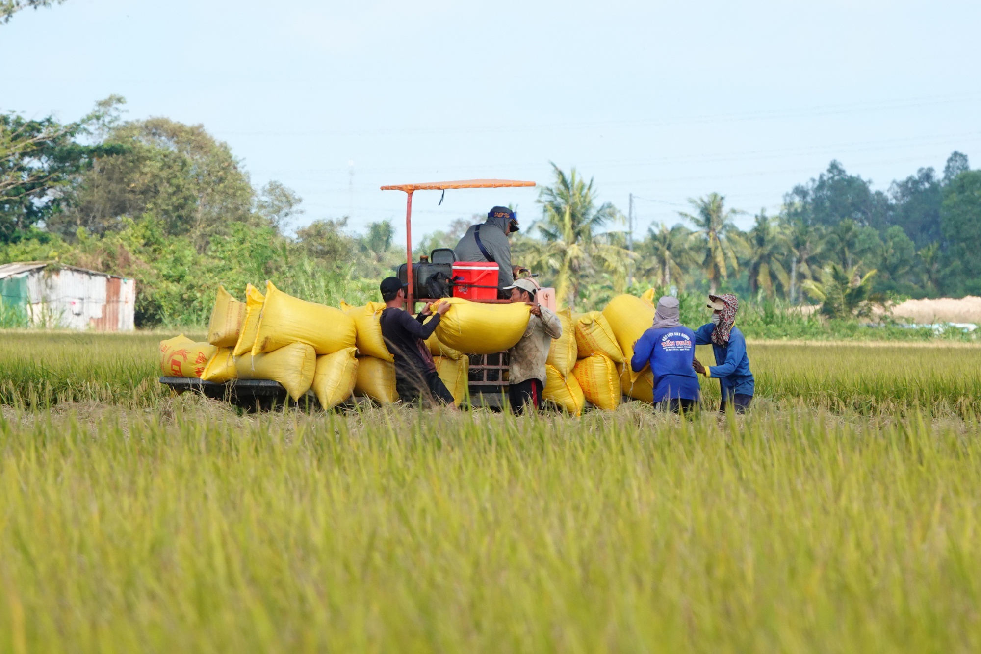 Philippines điều tra tự vệ, gạo Việt có bị ảnh hưởng?- Ảnh 1. Philippines điều tra tự vệ, gạo Việt có bị ảnh hưởng?- Ảnh 1.
