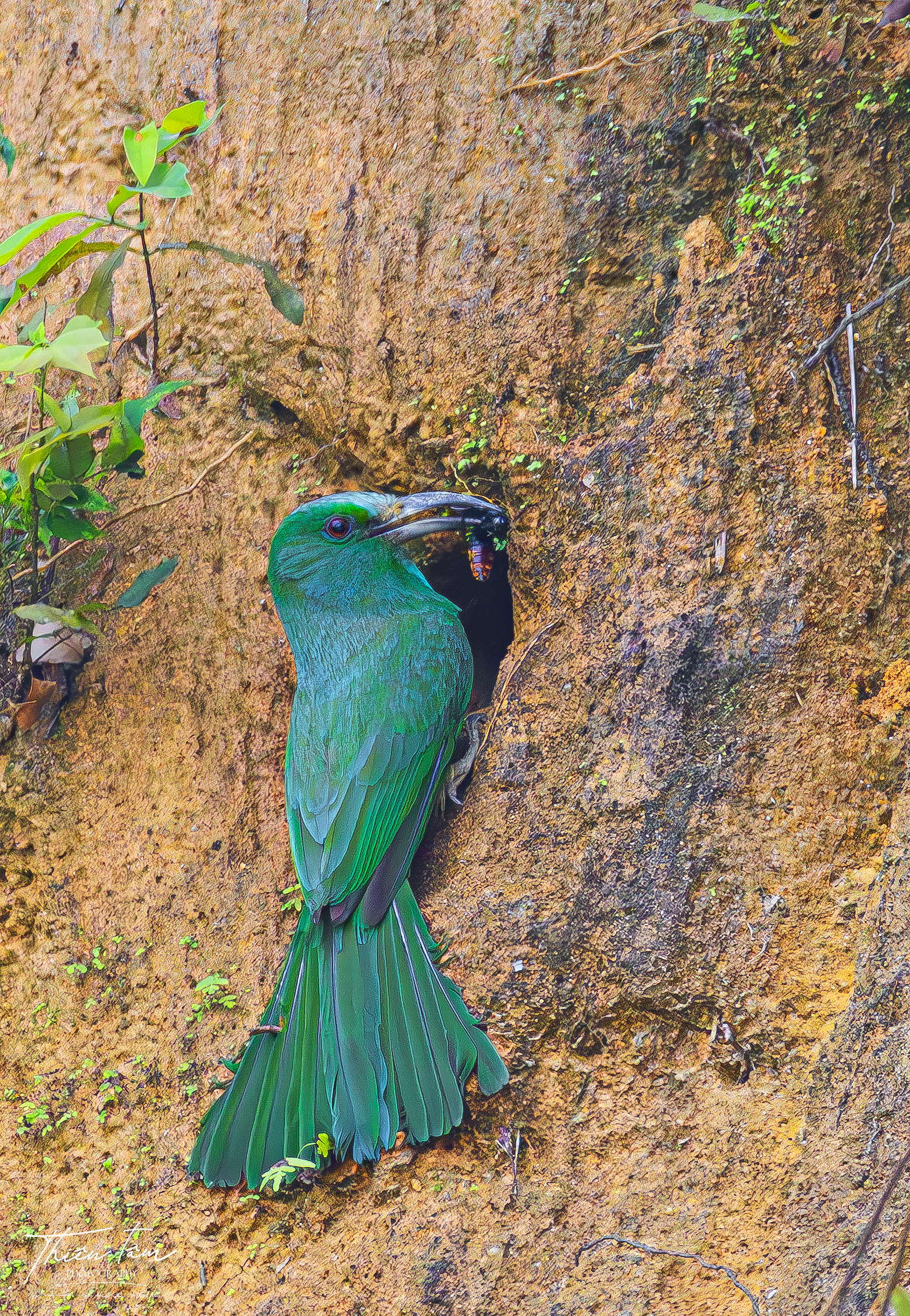 Cận cảnh chim trảu xanh mớm mồi cho con trong tổ ven vách đất - Ảnh 1. Cận cảnh chim trảu xanh mớm mồi cho con trong tổ ven vách đất - Ảnh 1.