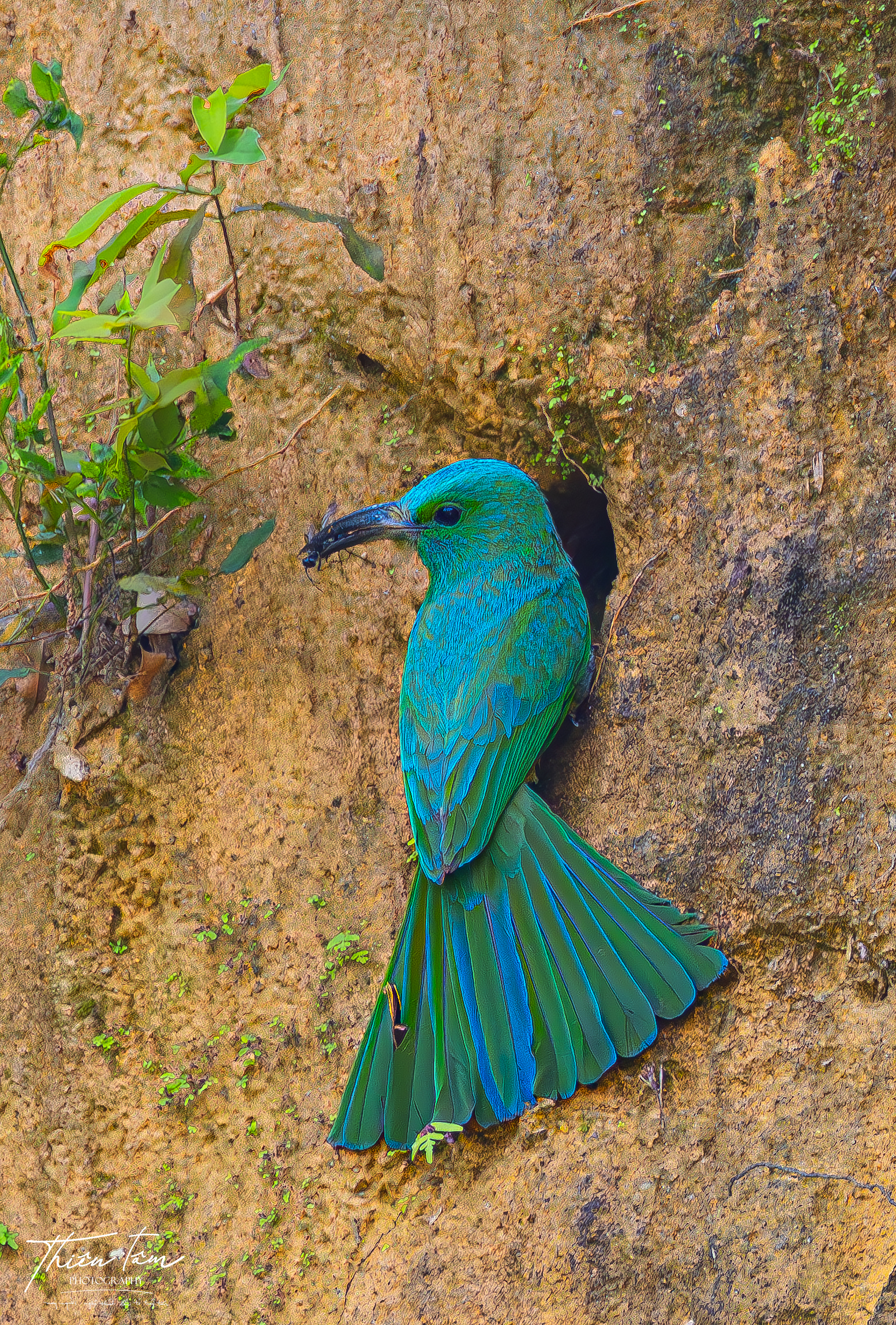 Cận cảnh chim trảu xanh mớm mồi cho con trong tổ ven vách đất - Ảnh 5. Cận cảnh chim trảu xanh mớm mồi cho con trong tổ ven vách đất - Ảnh 5.