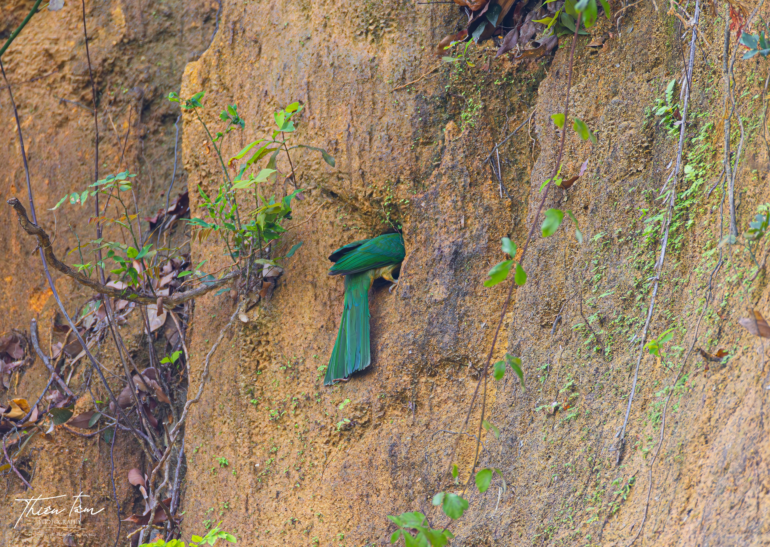 Cận cảnh chim trảu xanh mớm mồi cho con trong tổ ven vách đất - Ảnh 2. Cận cảnh chim trảu xanh mớm mồi cho con trong tổ ven vách đất - Ảnh 2.