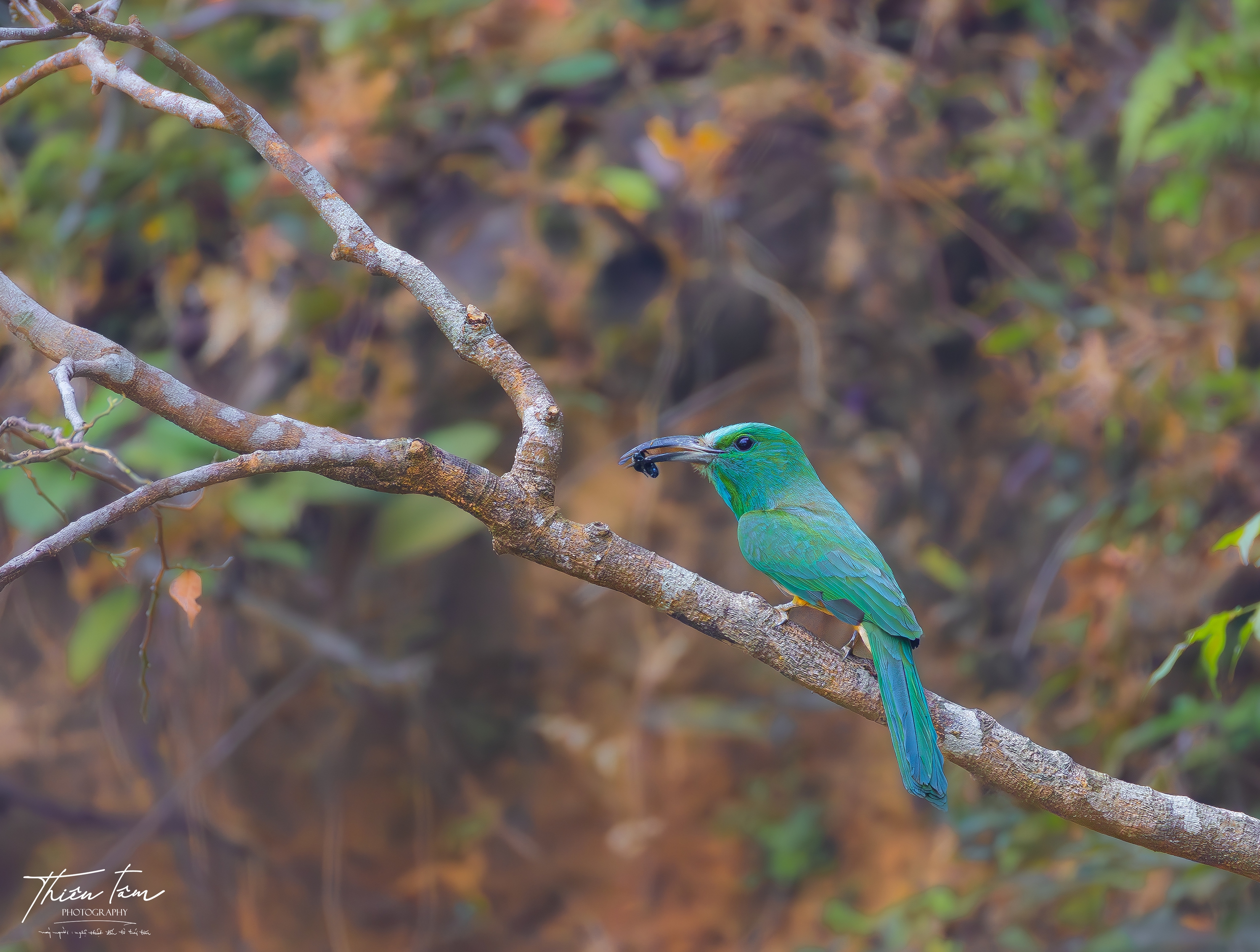 Cận cảnh chim trảu xanh mớm mồi cho con trong tổ ven vách đất - Ảnh 6. Cận cảnh chim trảu xanh mớm mồi cho con trong tổ ven vách đất - Ảnh 6.